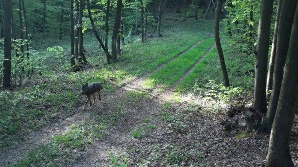 Der Wolf wurde bereits auf Wildkameras gesichtet.