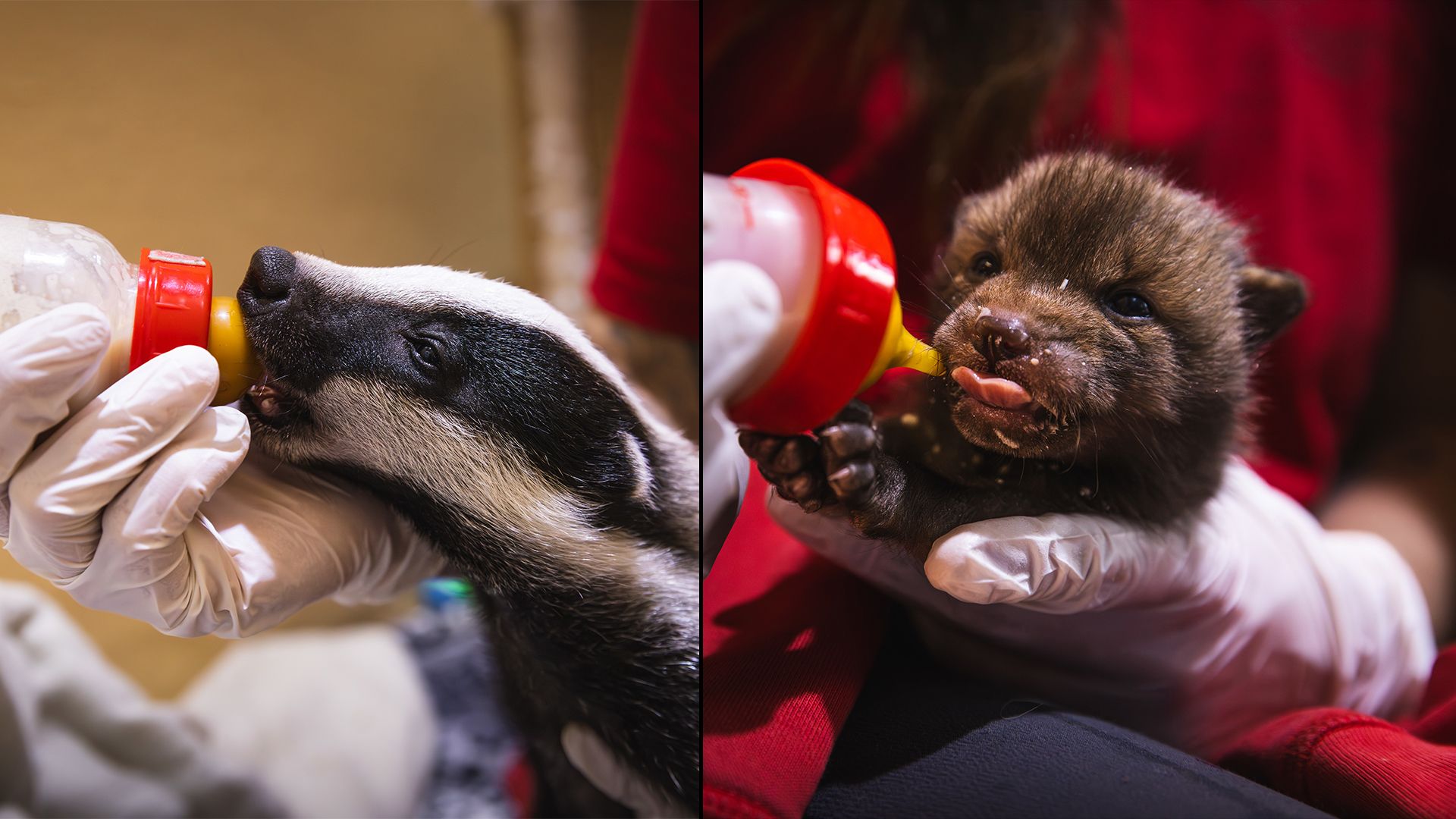 Cuteness overload, oder? So niedlich!