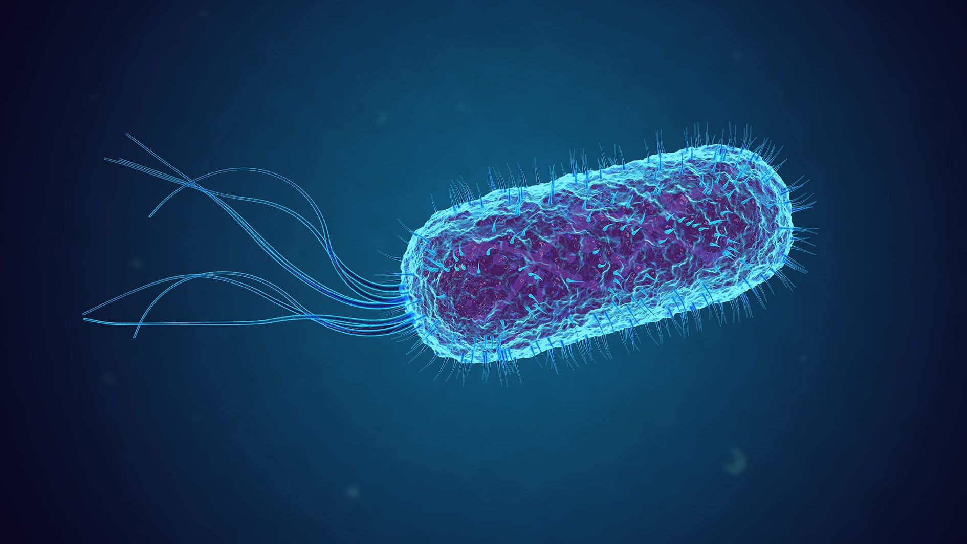 Escherichia Coli (E. Coli) gehören zu den Bakterien, die sich als antibiotikaresistent äußern können.