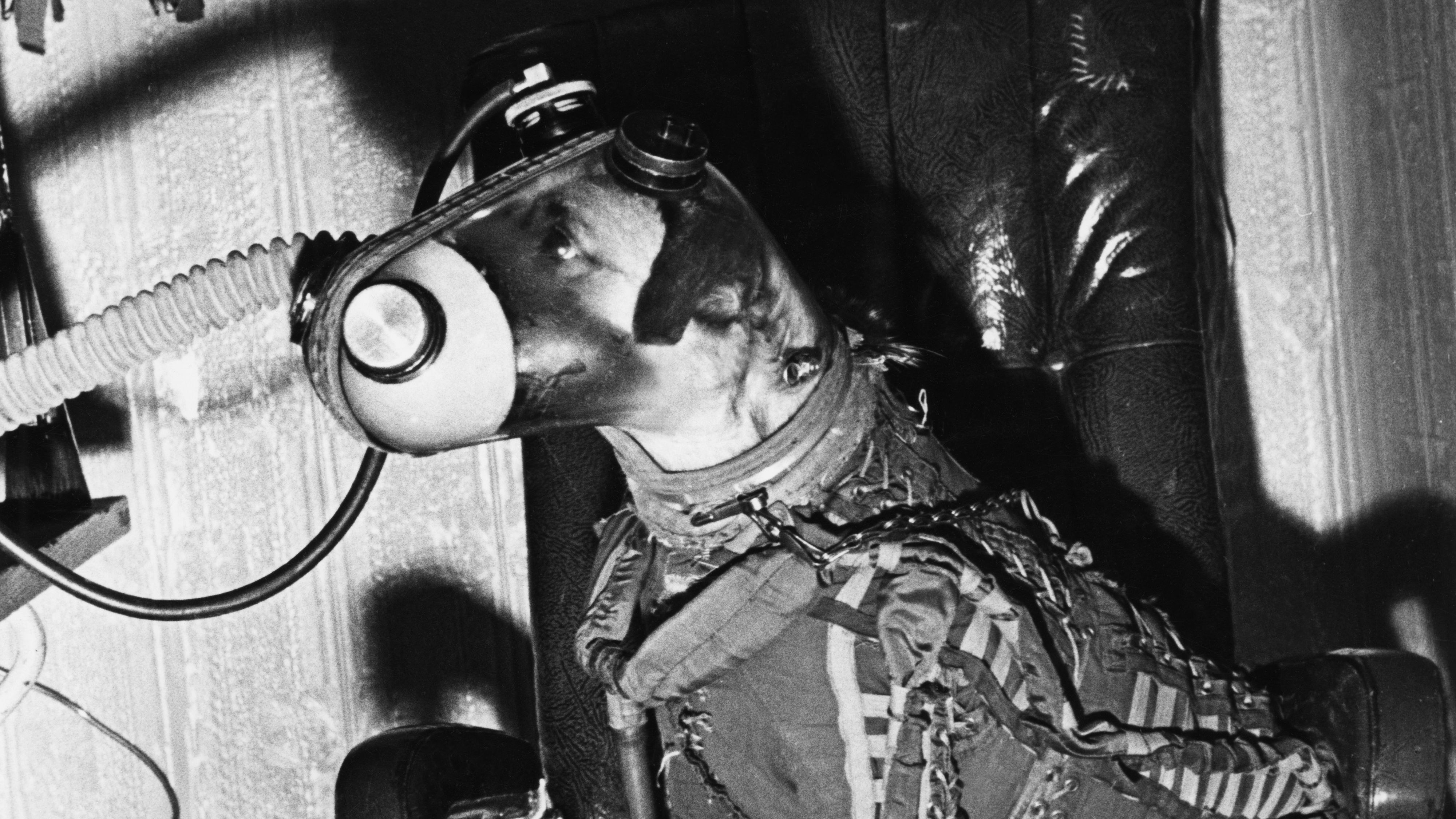 Die arme Hündin hatte keine Chance. 