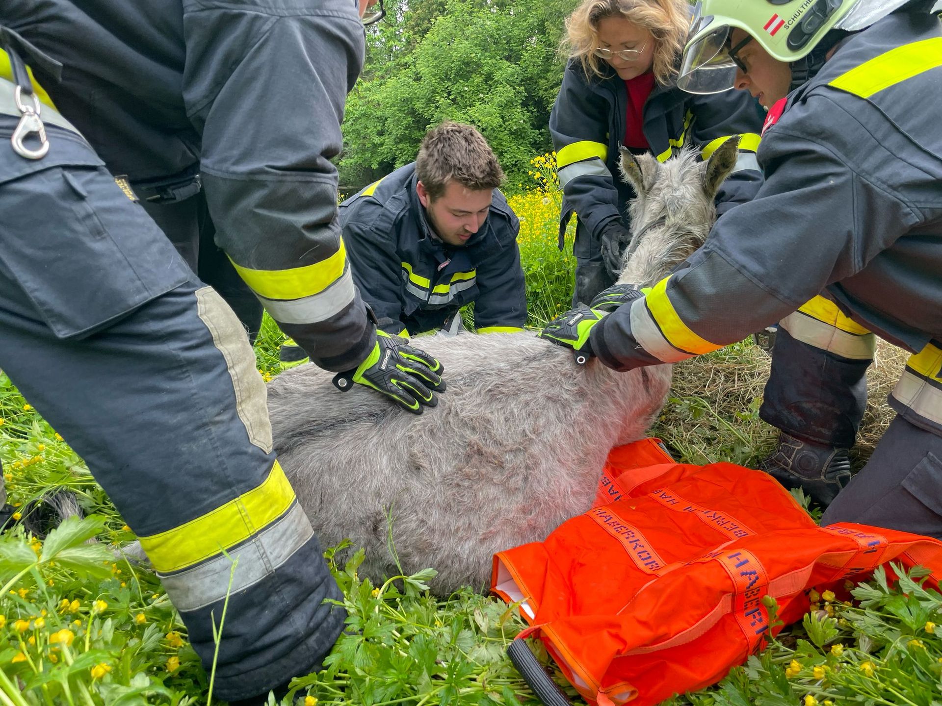 Die Feuerwehr Tulbing rettet den gestürzten Esel.