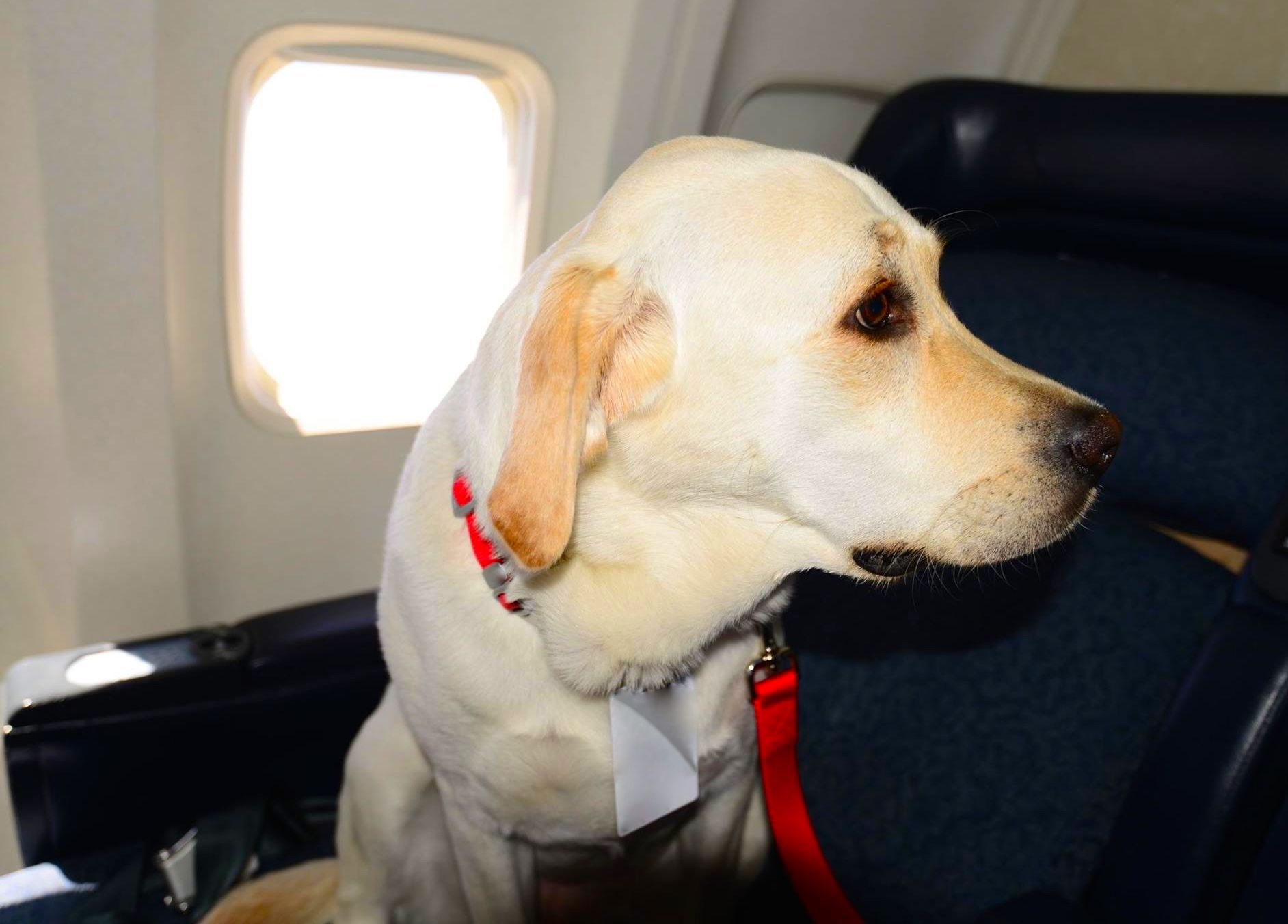 Durften bisher nur kleinere Haustiere mit in die Kabine, wurde nun in Italien entschieden, dass auch größere Hunde in der Flugzeugkabine erlaubt sind.