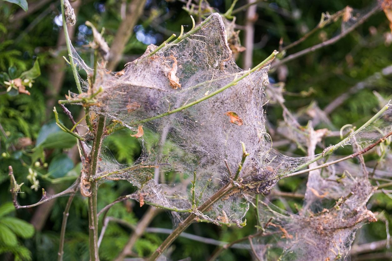 Vor allem Hundehalter machen einen großen Bogen um solche Netze, dabei sind jene von der Gespinstmotten-Larve völlig harmlos für Mensch und Tier.