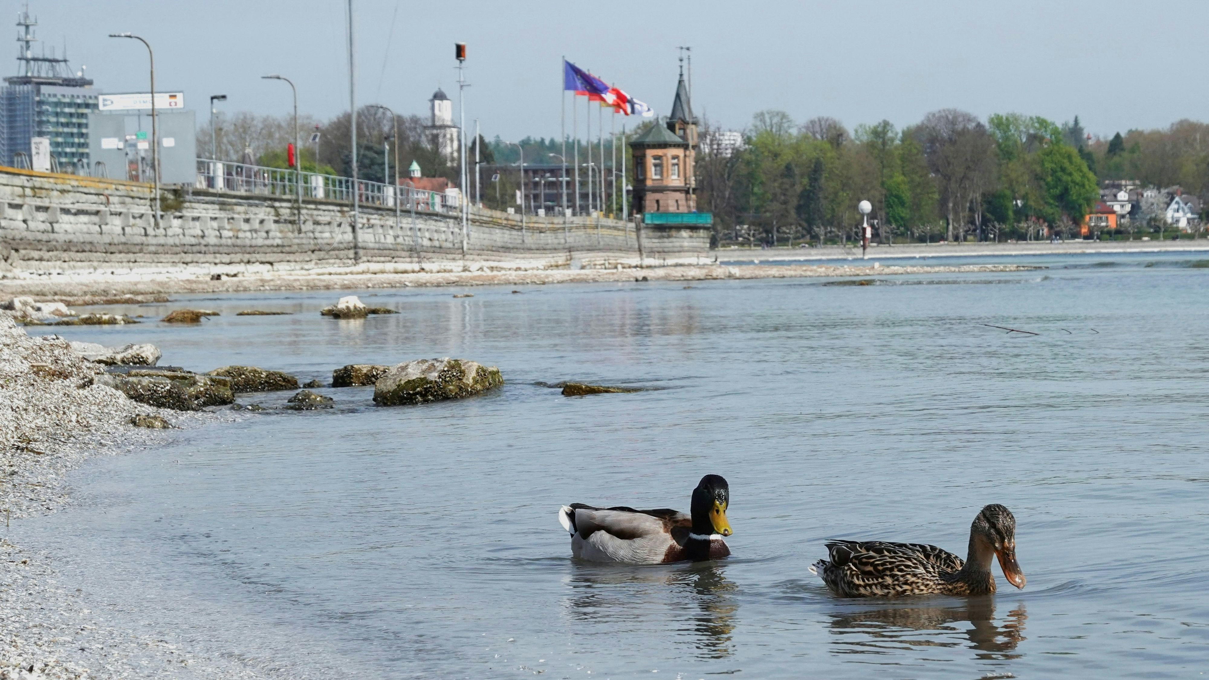Hafen von Konstanz (Deutschland) am Bodensee: Bald kann man den Boden sehen.