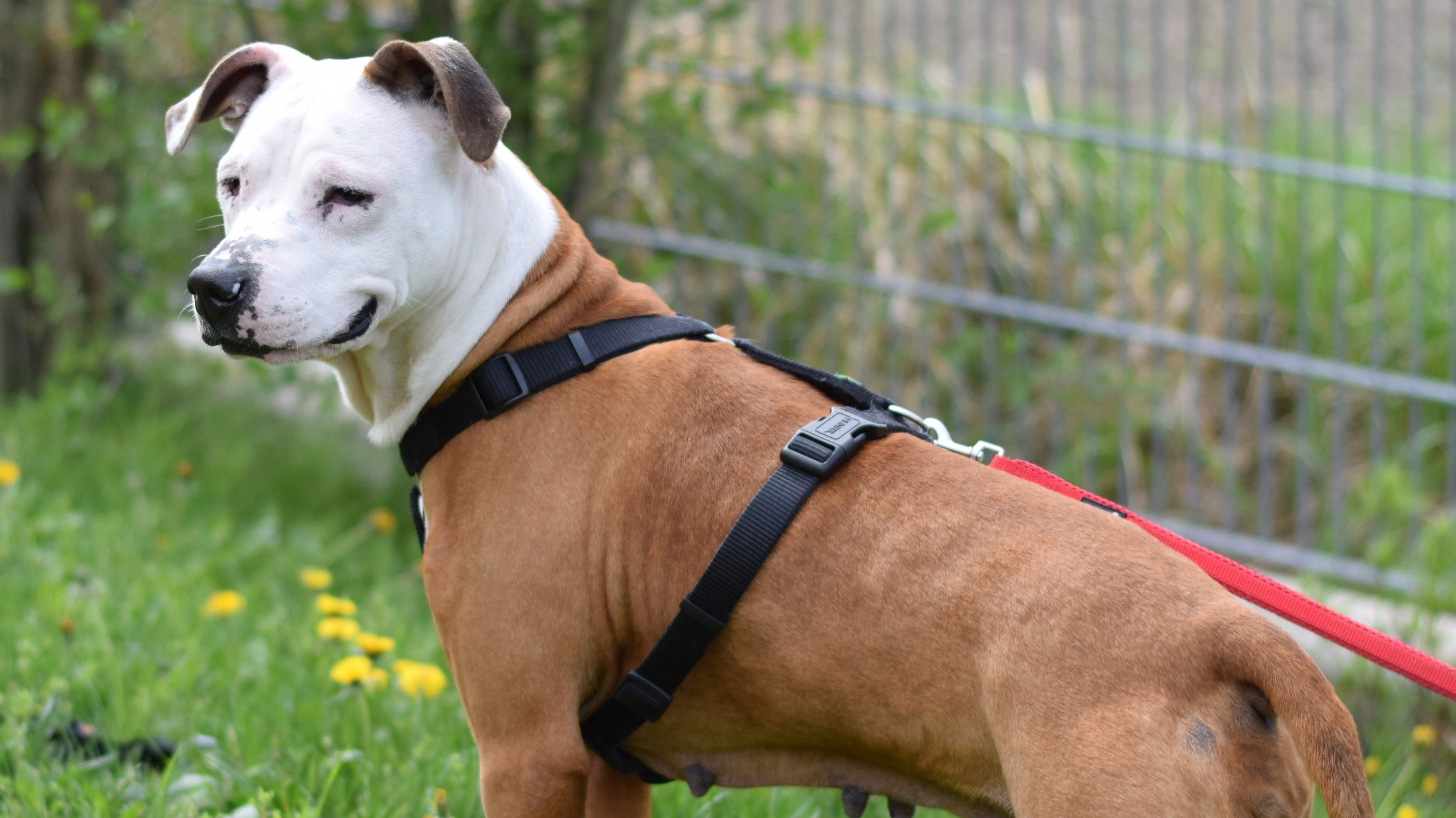 Jeany ist bereit für ein neues, liebevolles Zuhause.
