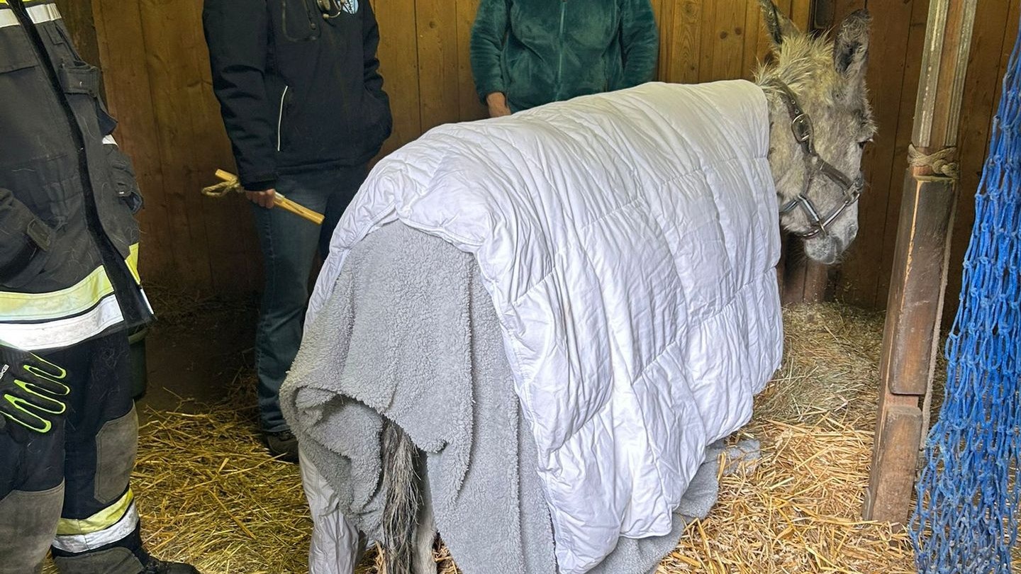 Nach zwei Stunden durfte der Vierbeiner sich im Stall erholen.