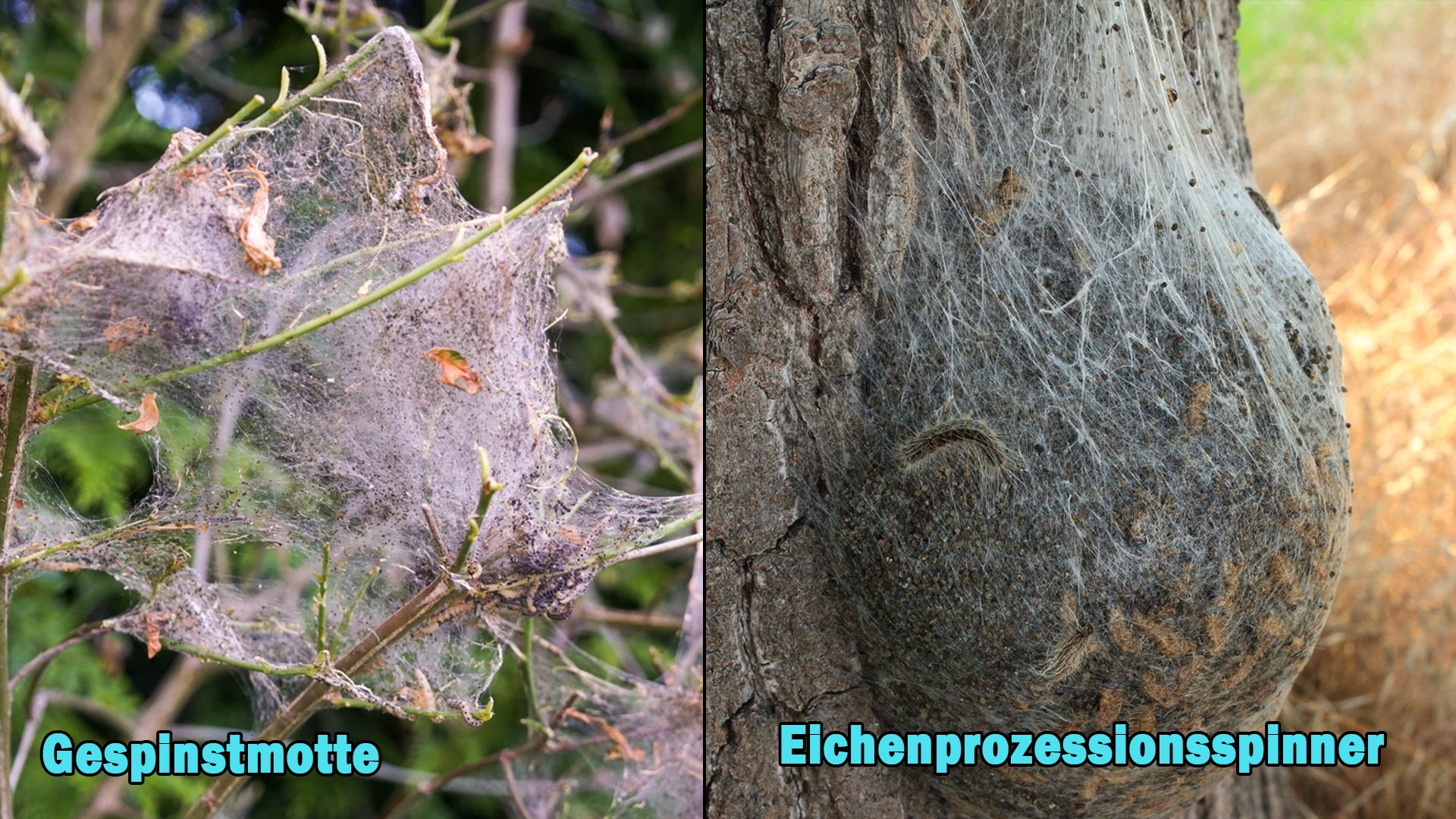 Zugegeben, die Netze sehen sich wirklich sehr ähnlich.