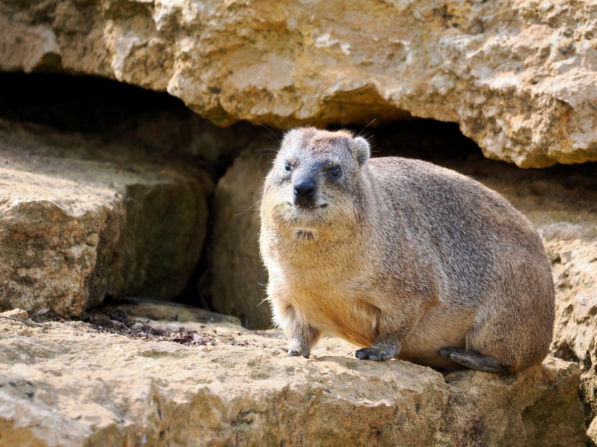 Sieht ein bisschen aus wie ein Murmeltier, pfeift aber nicht, sondern schreit wie eine Raubkatze. 