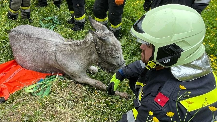Während der Rettung wurde der Altesel von der Feuerwehr Tulbing nicht alleine gelassen.