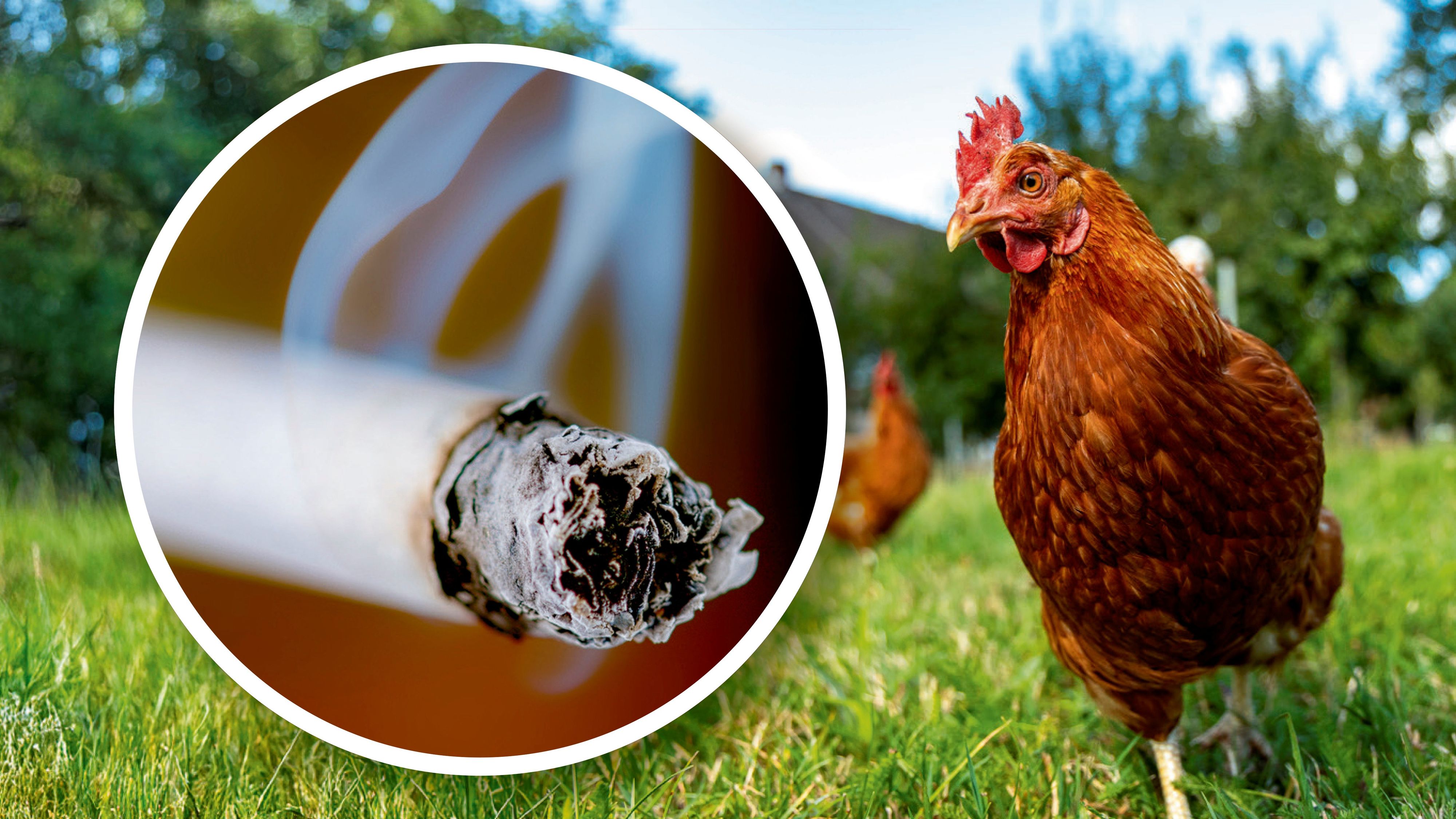 Ein Teenager hat einem Huhn eine brennende Zigarette in den Schnabel gesteckt. (Symbolbild)