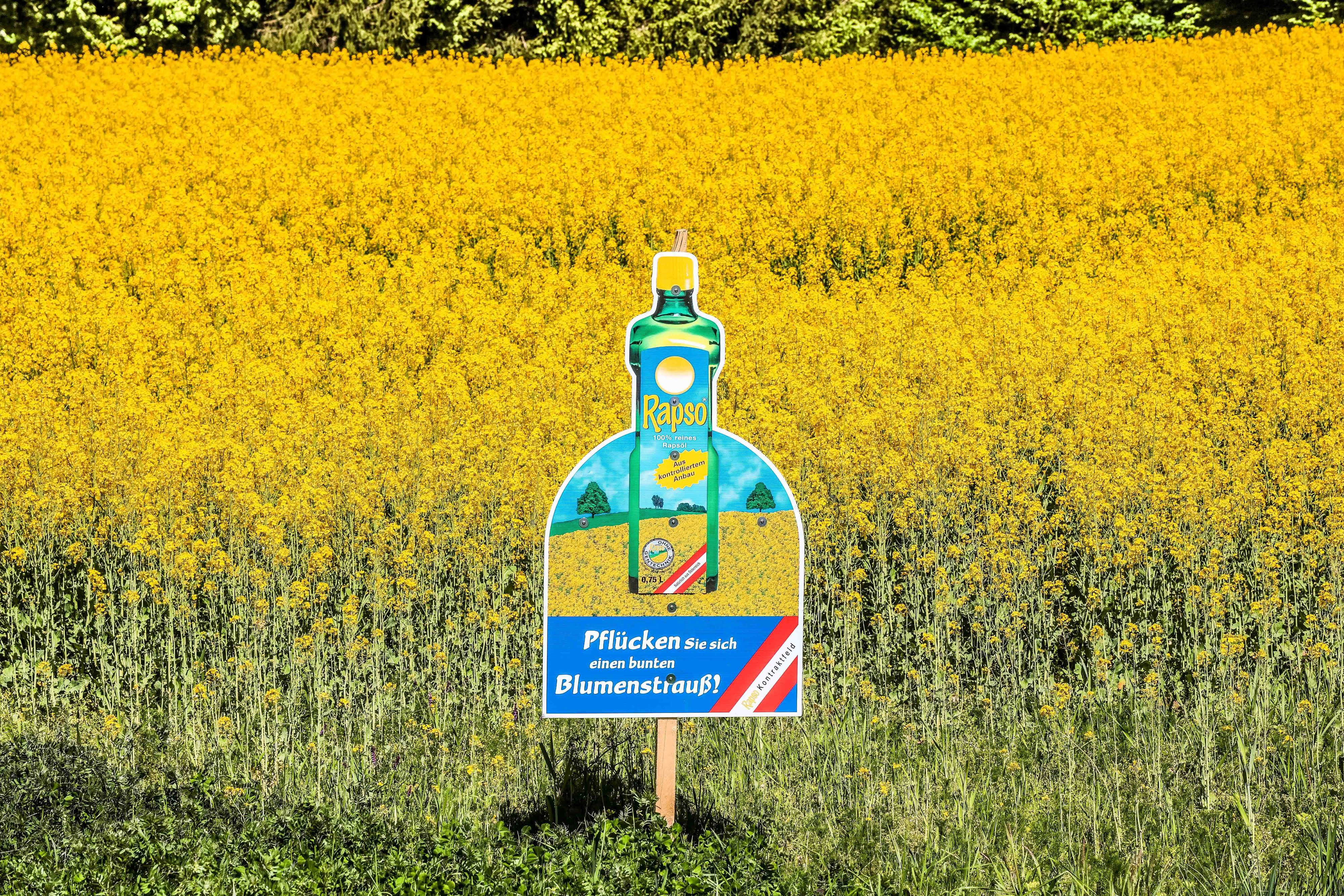 Sorge um Rapsfelder in Niederösterreich