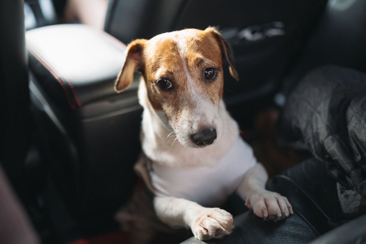 Heute.at - Hitzefalle – das ist jetzt lebensgefährlich für Hunde