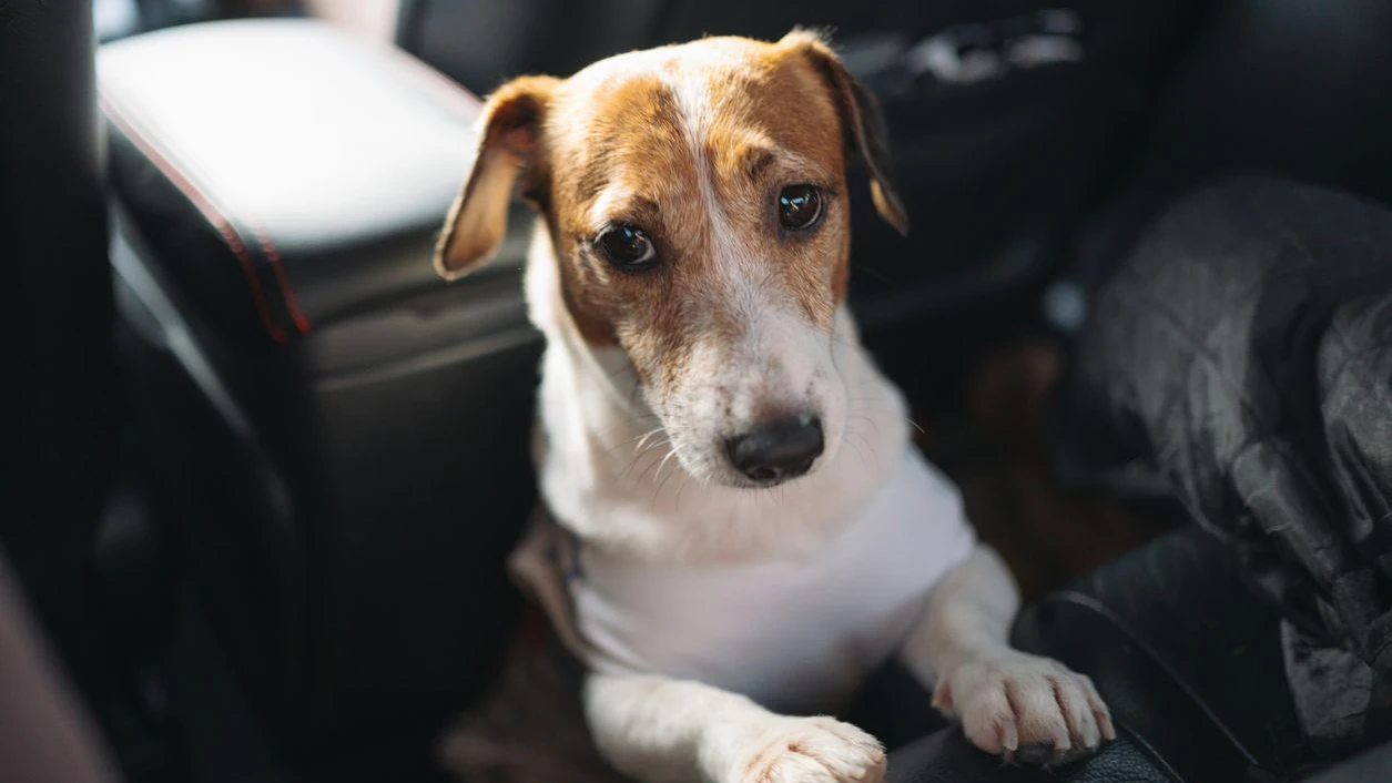Schon bei milden Temperaturen kann das Auto für Hunde zur Gefahr werden!