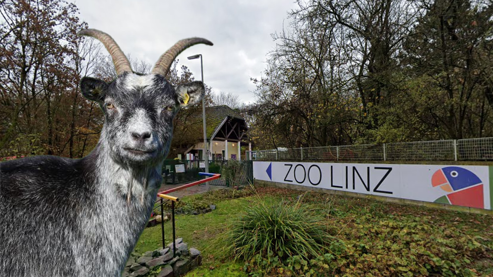 Auch die Blobe-Ziegen im Zoo Linz waren als Paarhufer durch die Maul- und Klauenseuche gefährdet.