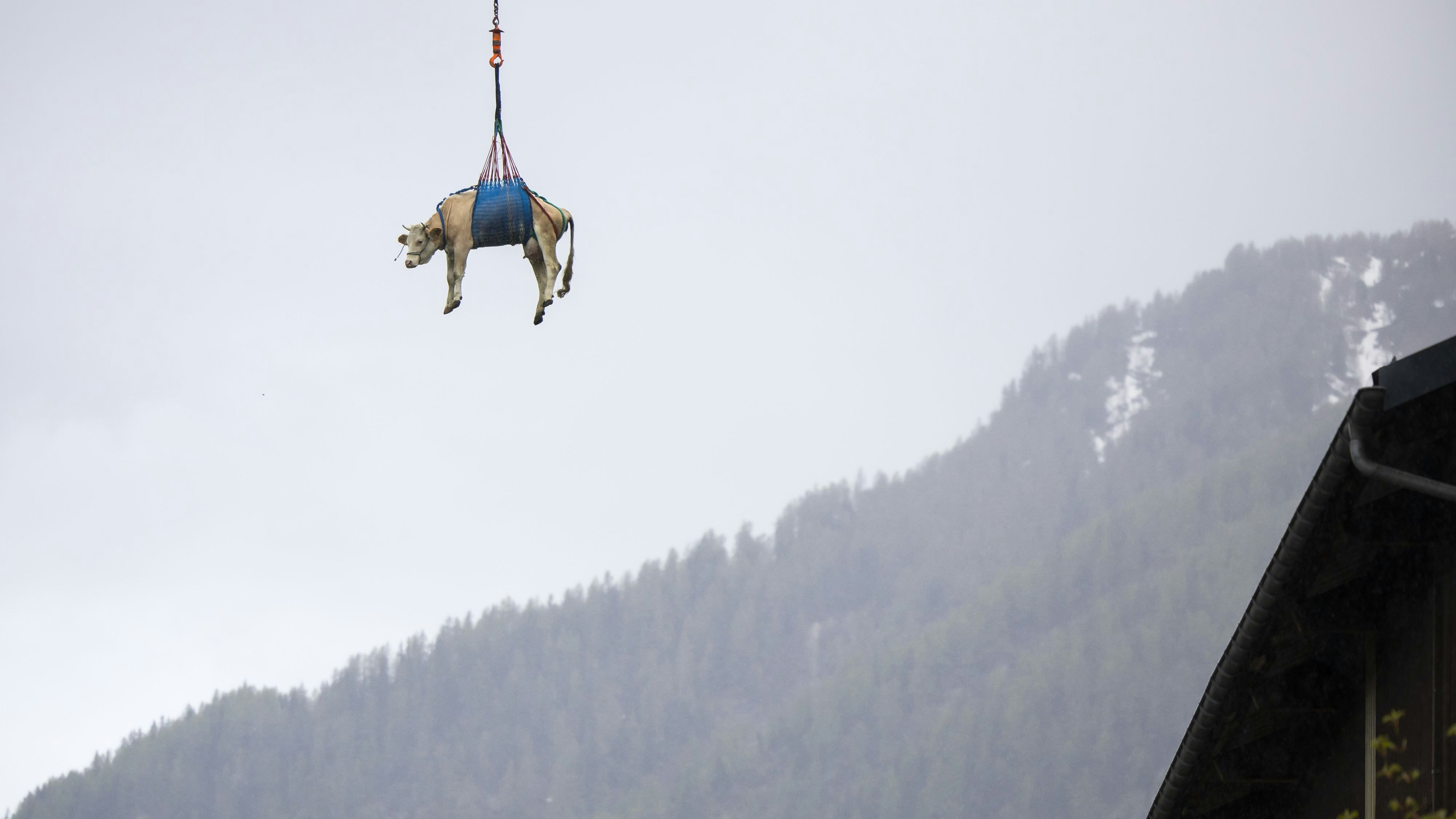 Kuh Loni wird mit einem Helikopter aus dem Bergsturzgebiet beim Bietschhorn im Lötschental zu einem Bauernhof geflogen, 20. Mai 2025.