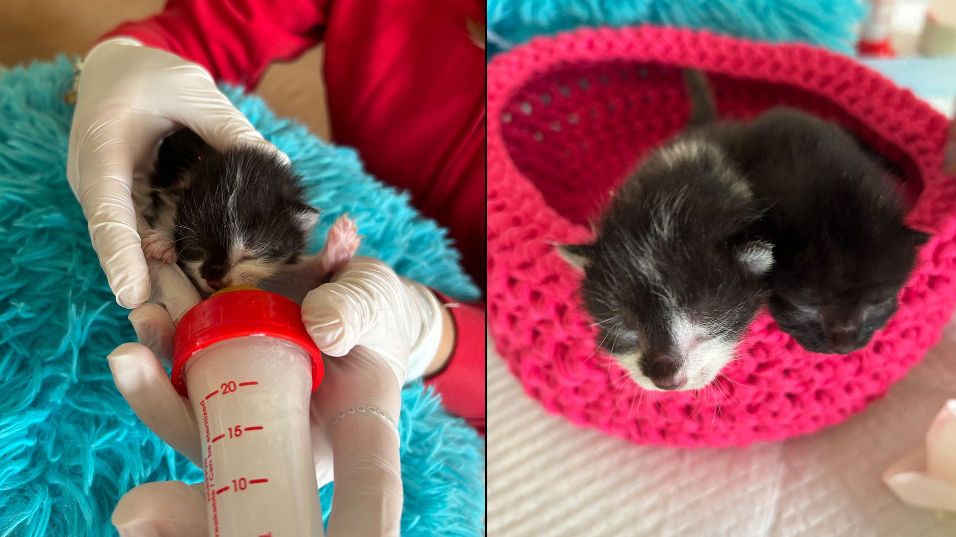 Auch die ersten Katzenwaisen wärmen sich im Wollnesterl.