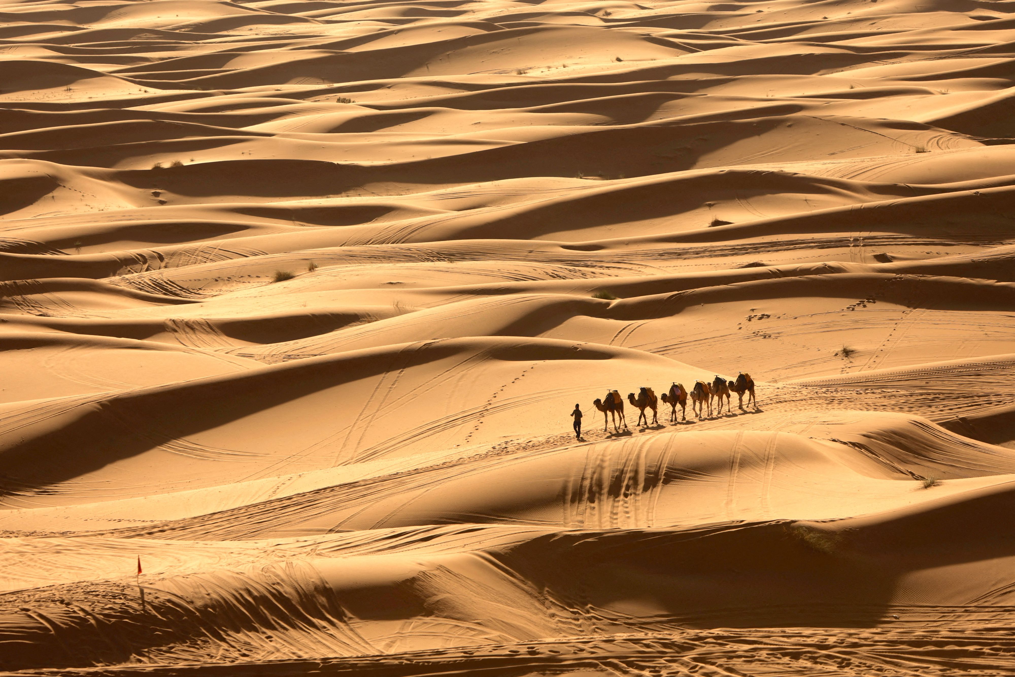 Afrikanische Wüste: Eine Kamel-Karawane zieht einsam durch die Sahara.