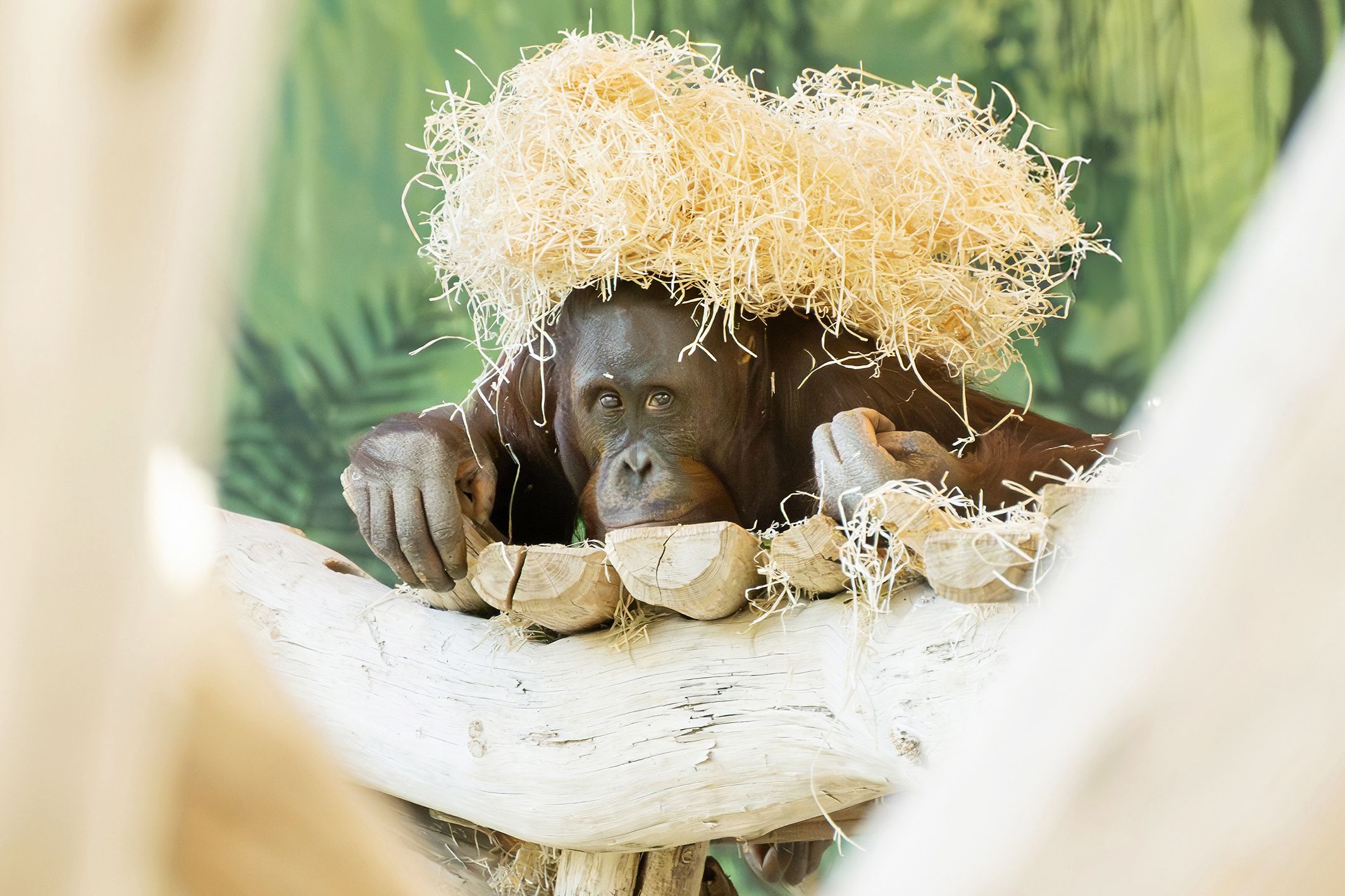 Hübsch! Der Jungspund sieht dem Weibchen noch sehr ähnlich, da ihm die charakteristischen Wangenwülste und die langen Haare noch fehlen. 