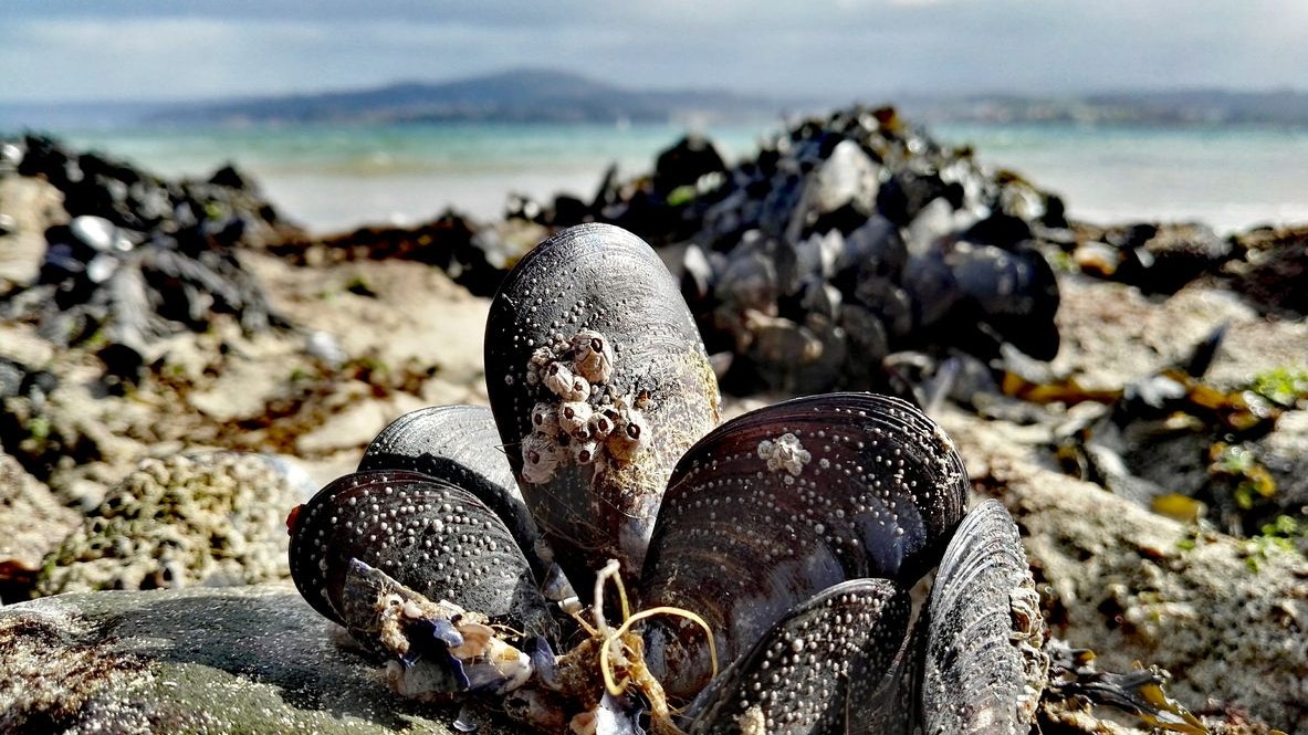 Das Massensterben der Wildmiesmuscheln soll gestoppt werden.