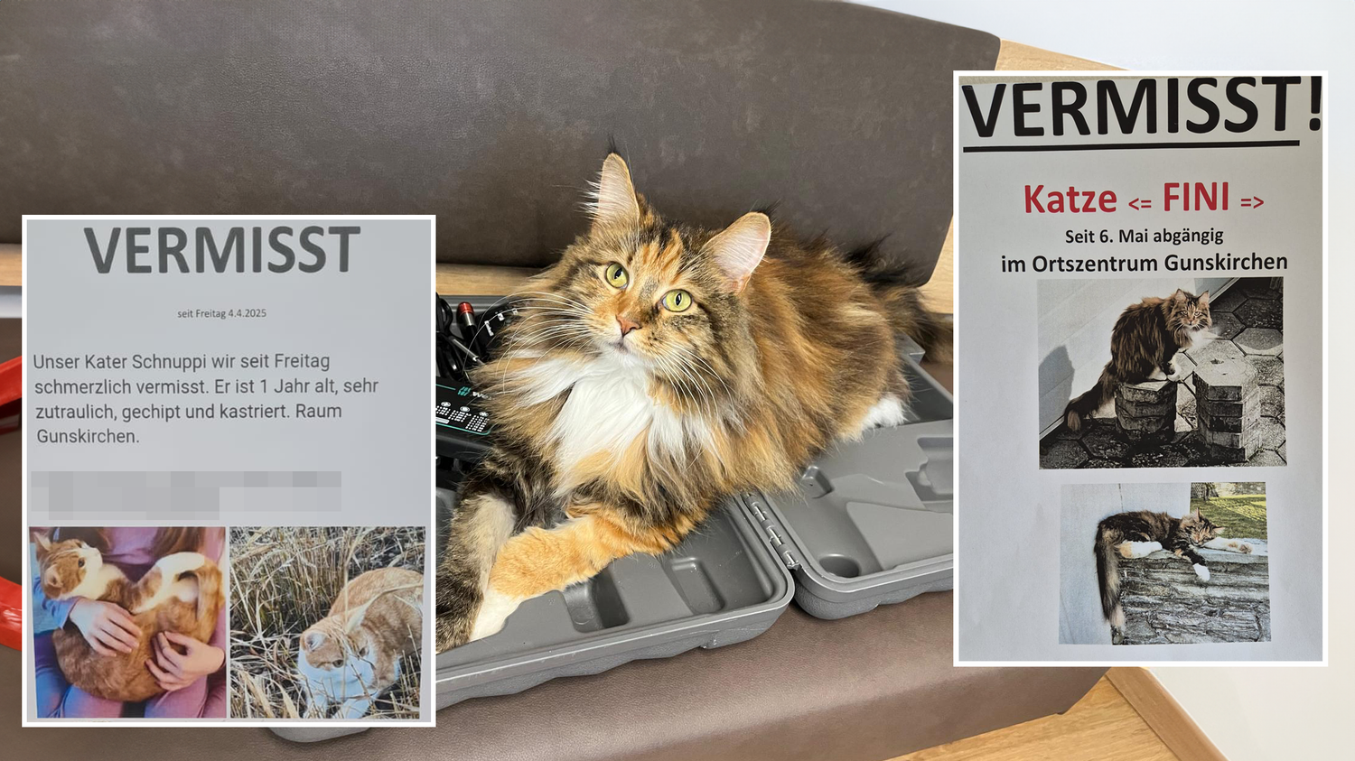 In Gunskirchen (Bez. Wels-Land) häufen sich Fälle von vermissten Katzen – 