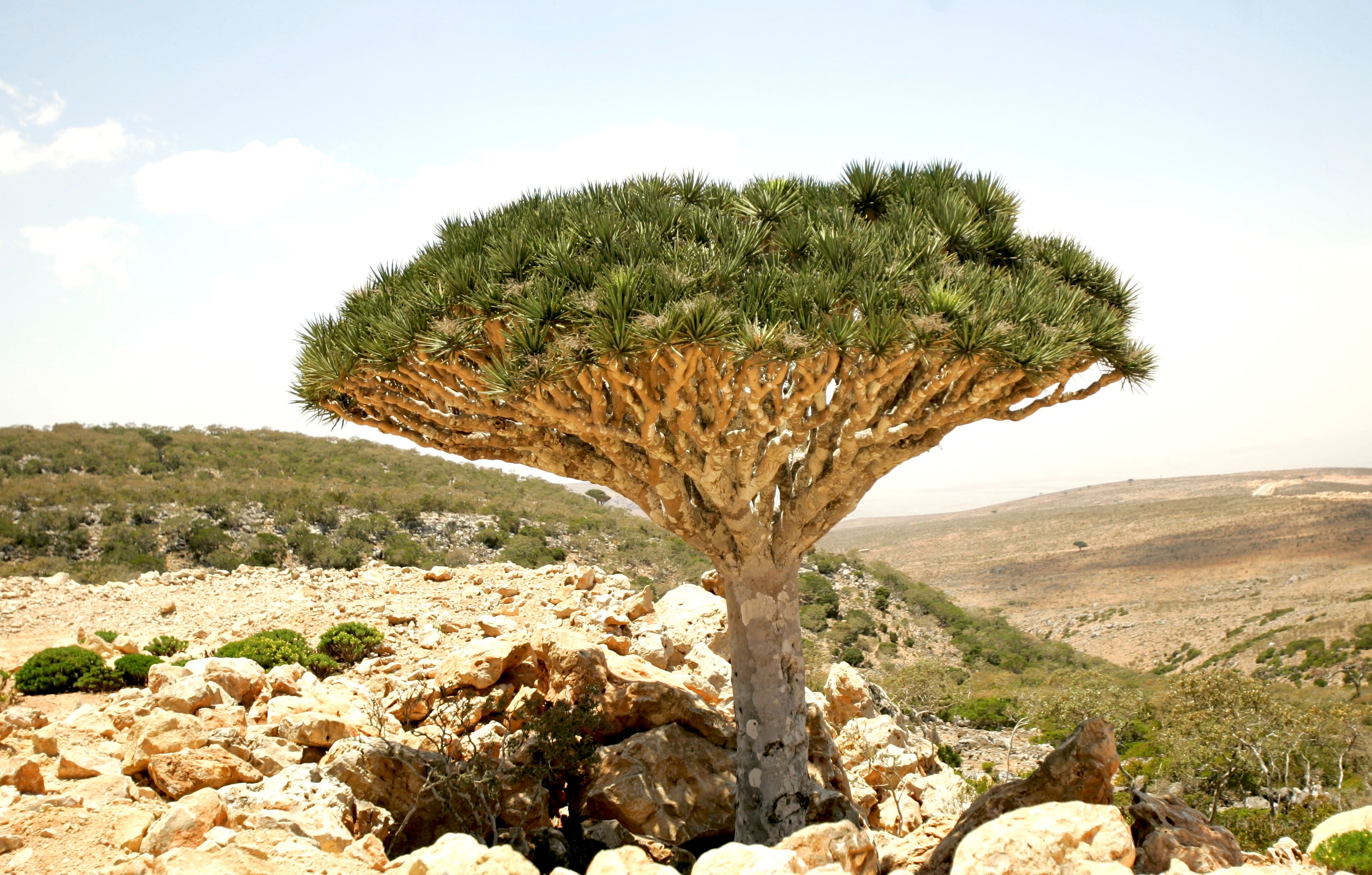 Bedroht: Der Drachenblutbaum (Dam al-Akhawain) wächst nur auf der jemenitischen Insel Sokotra.