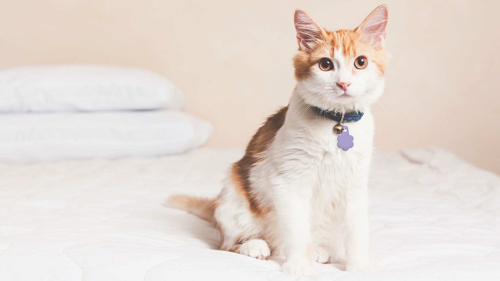 Halsbänder können deinem Stubentiger das Leben retten.