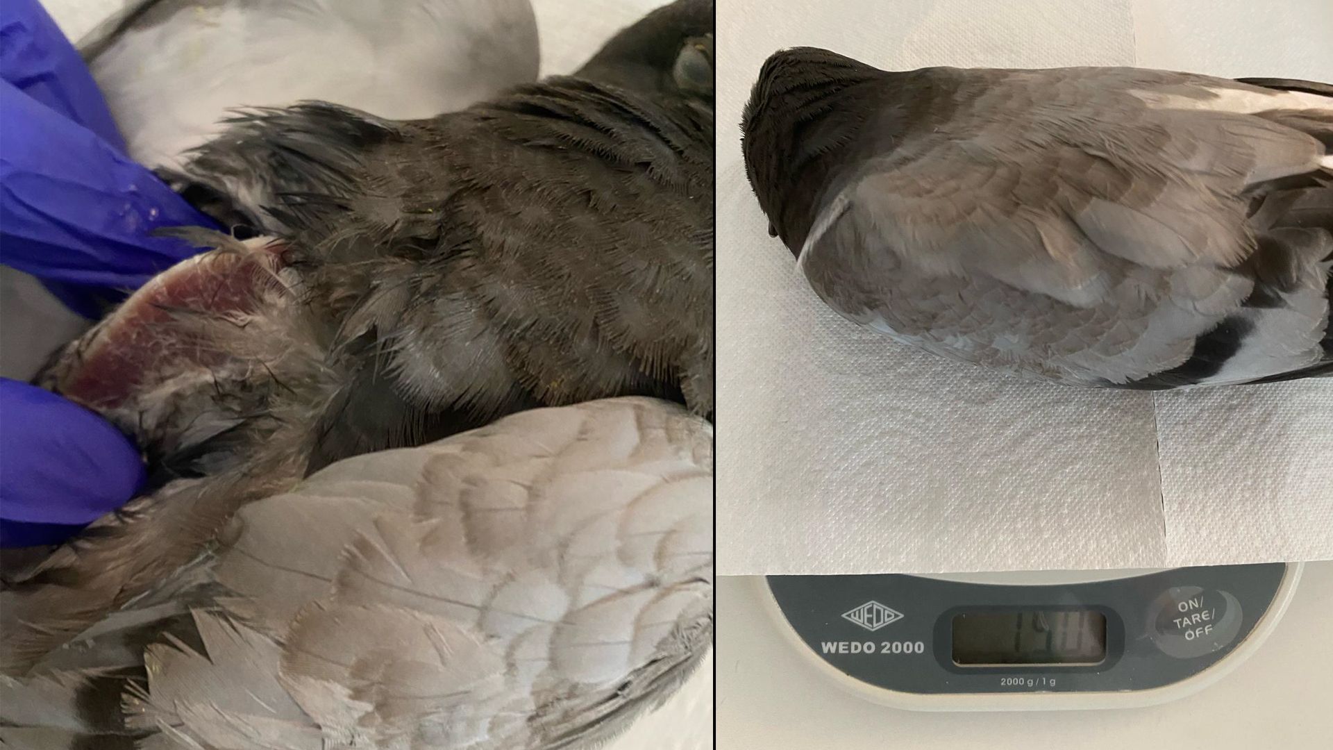 (links) – keine Nahrungsaufnahme erkennbar, Brustbein deutlich hervorstehend (rechts)-Gewicht, siehe Anzeige 150 Gramm; Nachweis der angesprochenen Unterernährung.