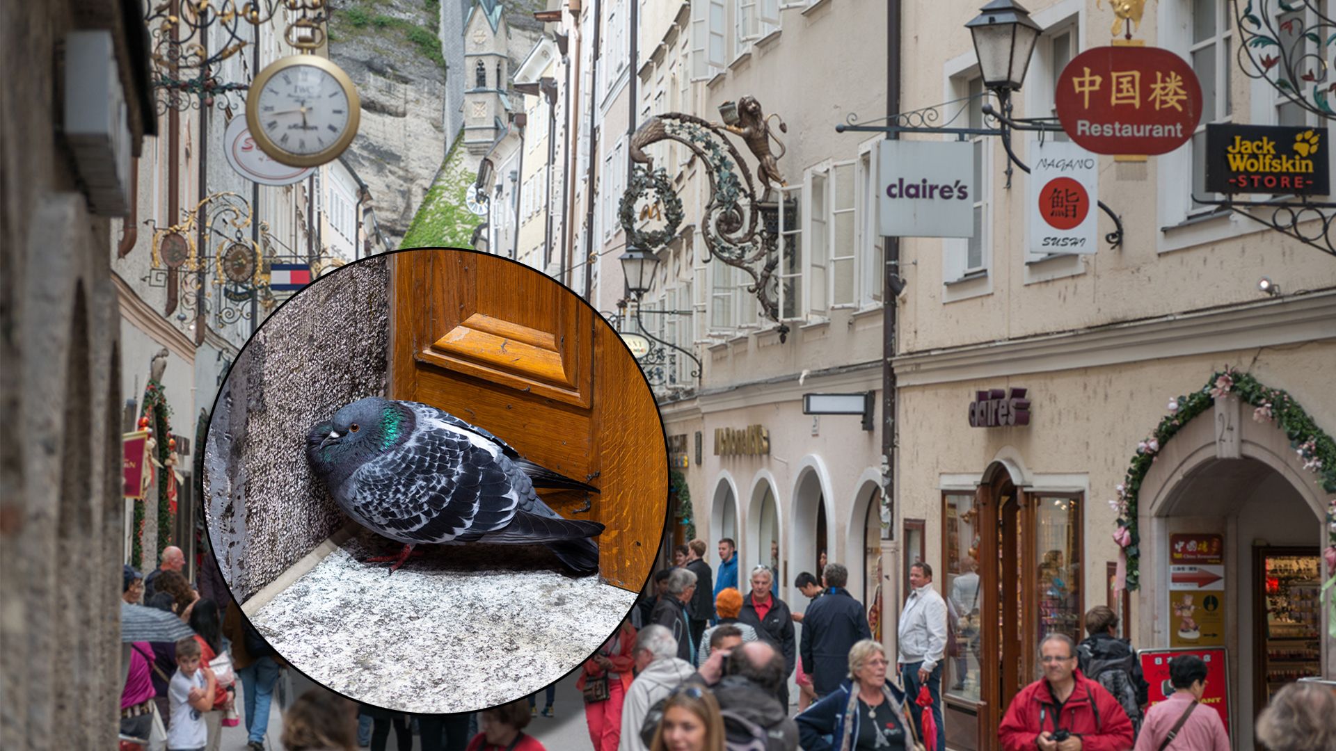 In Salzburg besteht man auf ein strenges Fütterungsverbot, dabei sind Tauben domestizierte Haustiere und verhungern elendiglich. 