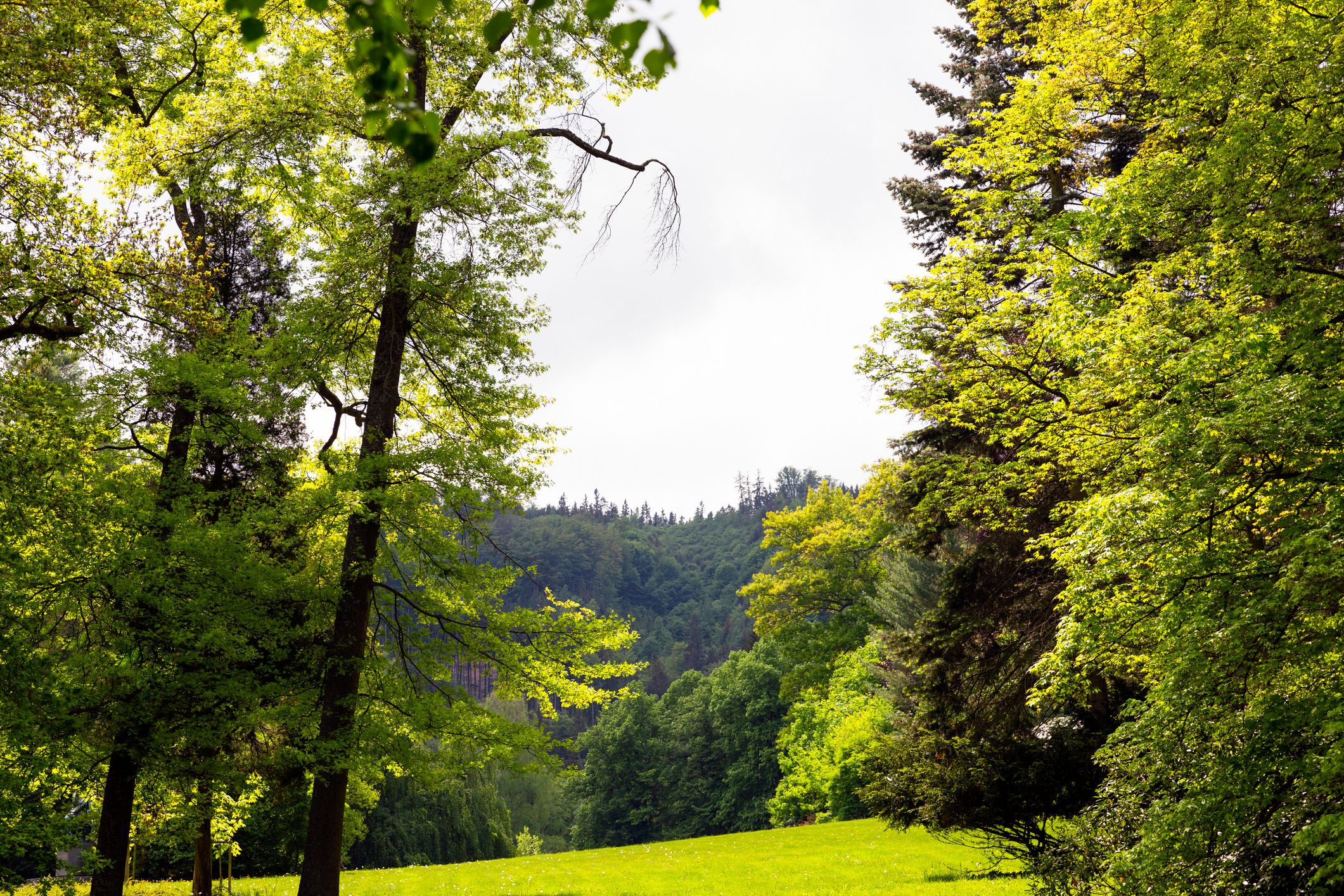 Der Wienerwald ist voll erblüht, doch in Weidlingbach droht Ungemach.
