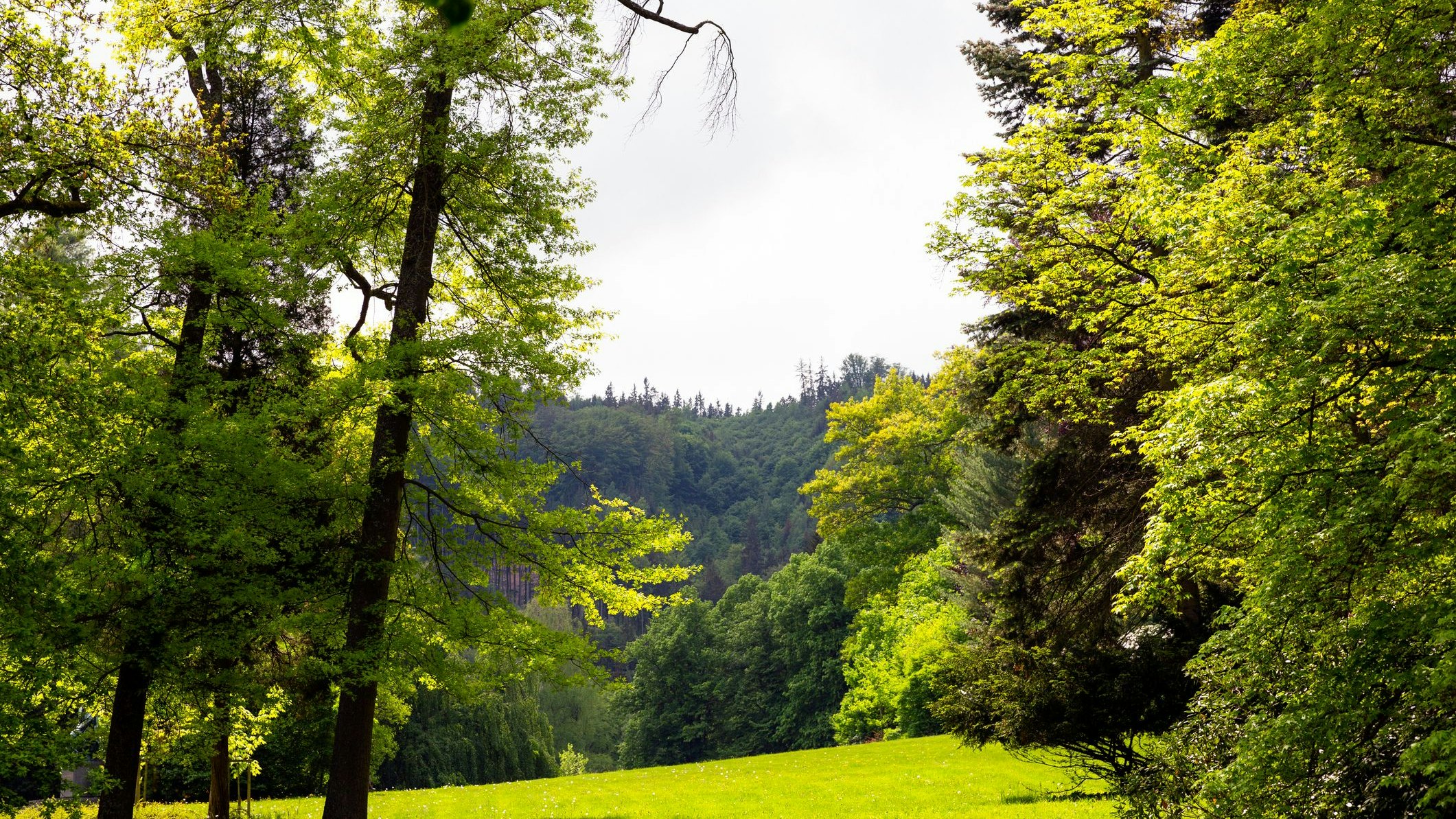 Heute.at - Brände, Stürme, Käfer – Klimakrise mindert Wald-Wert