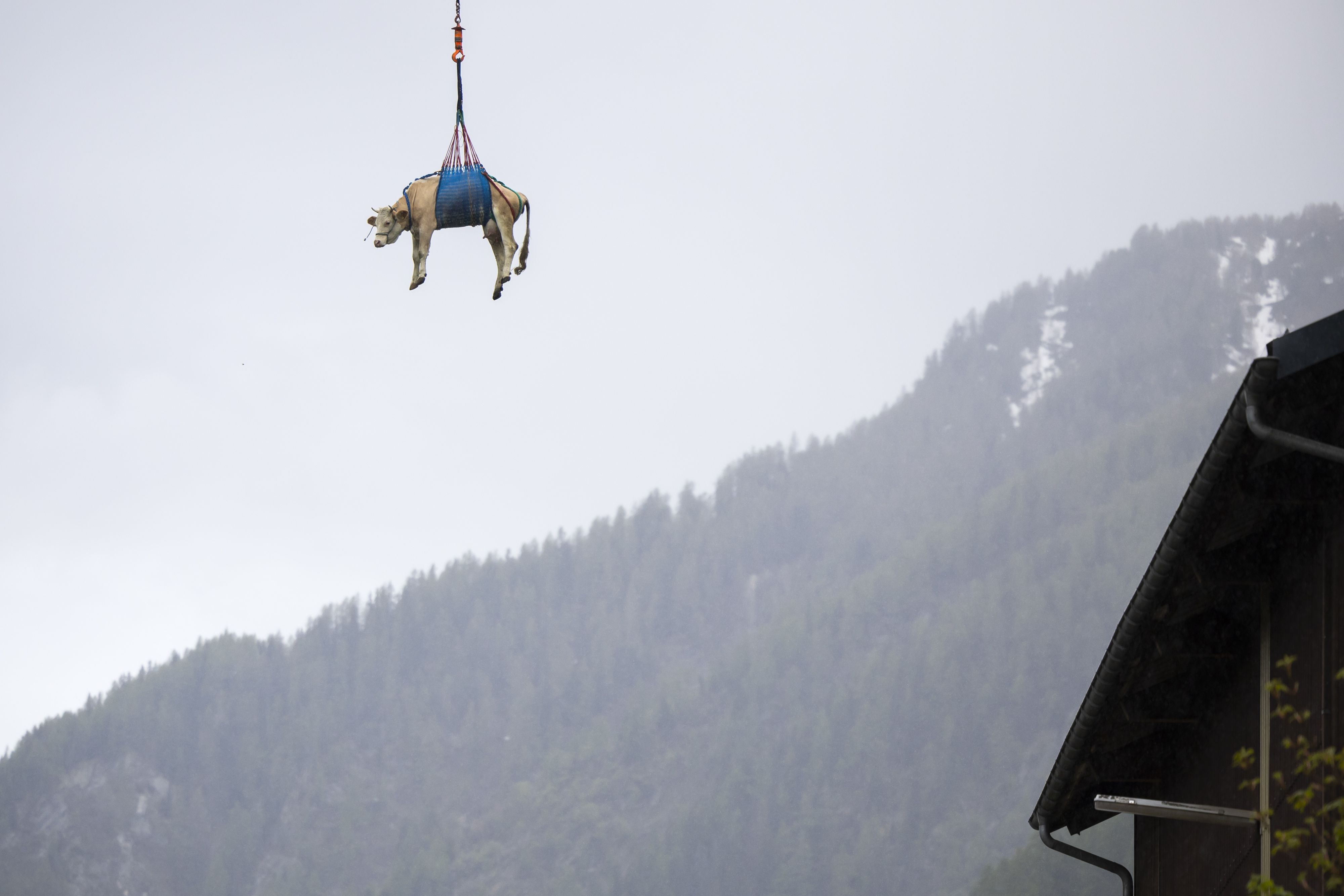 Die lahme Loni konnte nicht selbst absteigen.