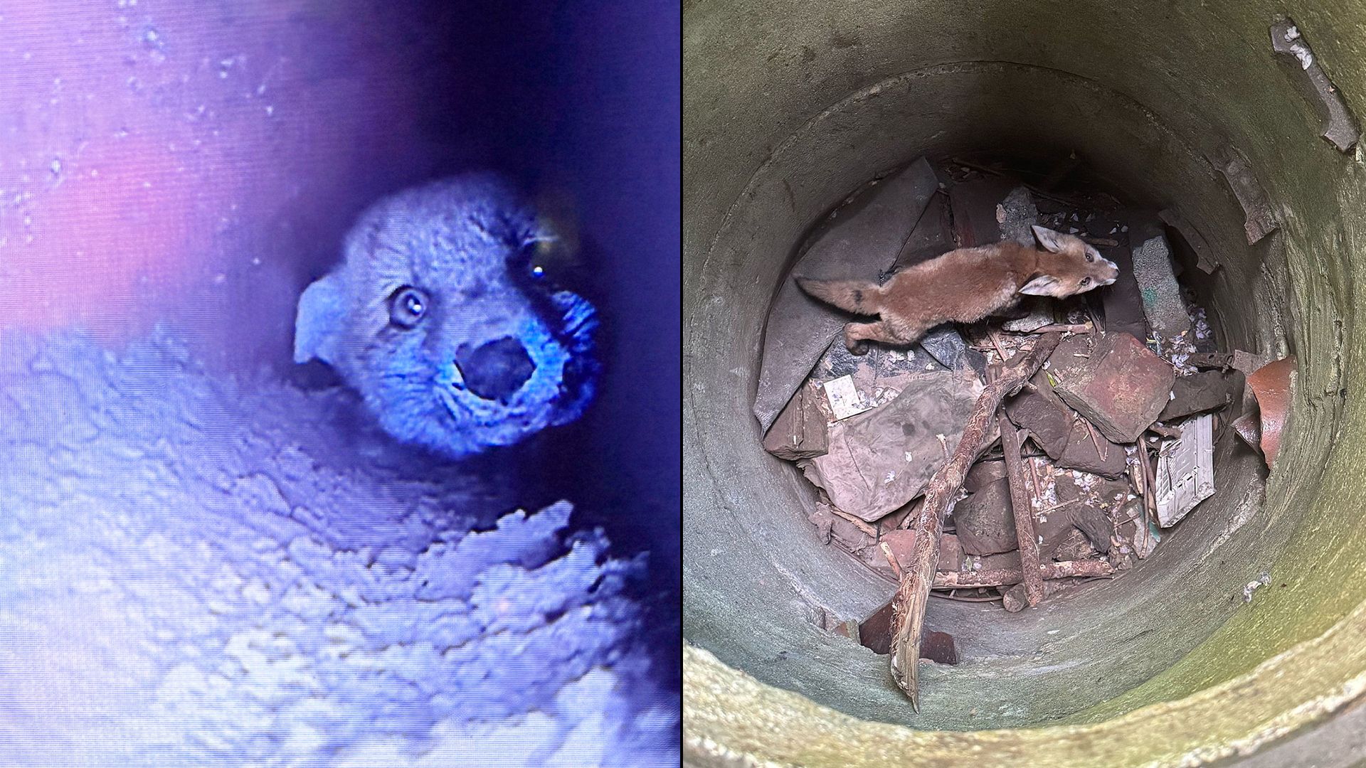 Von alleine wäre der kleine Reineke Fuchs da wohl nicht mehr rausgekommen.