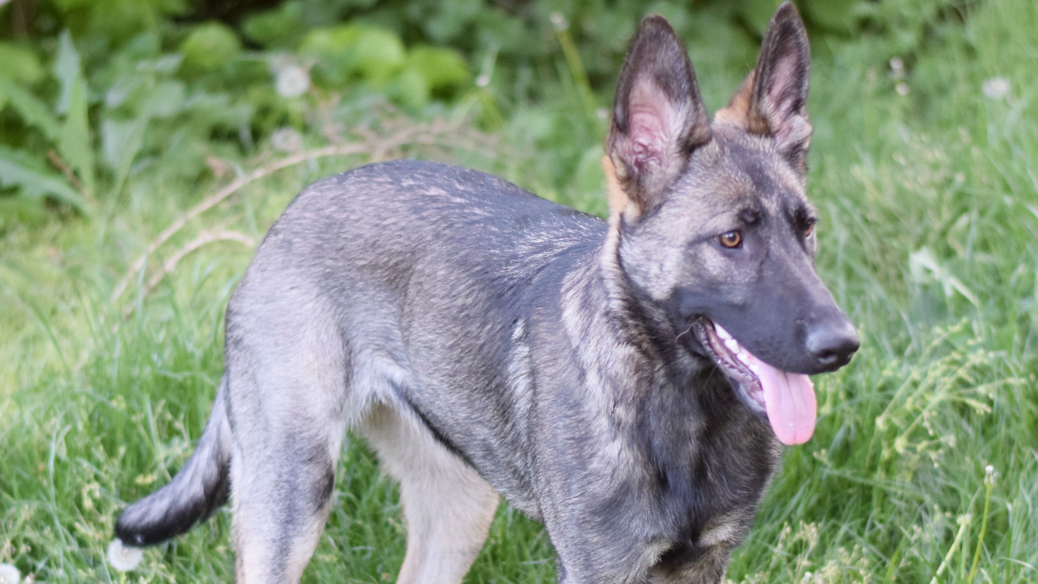 Cherie befindet sich derzeit bei einer Pflegestelle.