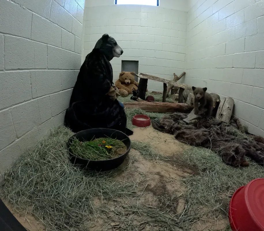 Mit Bärenmaske, Fellmantel und Lederhandschuhen sitzt ein Pfleger im Gehege des verwaisten Bärenjungen.