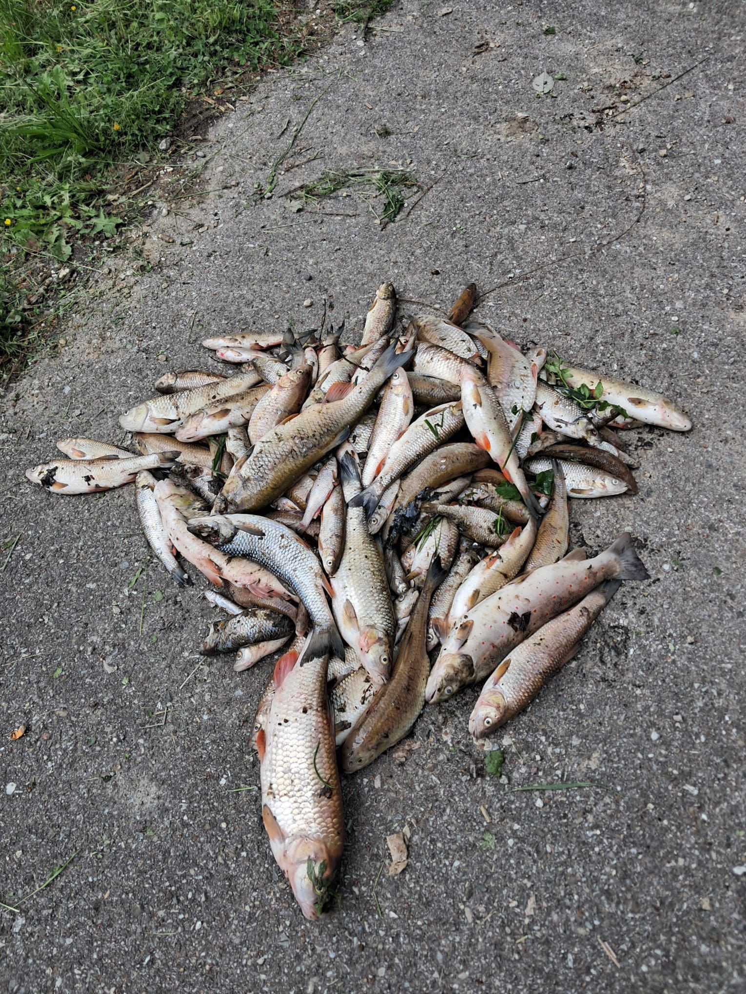 Im Totenmannbach im Innviertel sind hunderte Fische verendet. Die Polizei ermittelt.