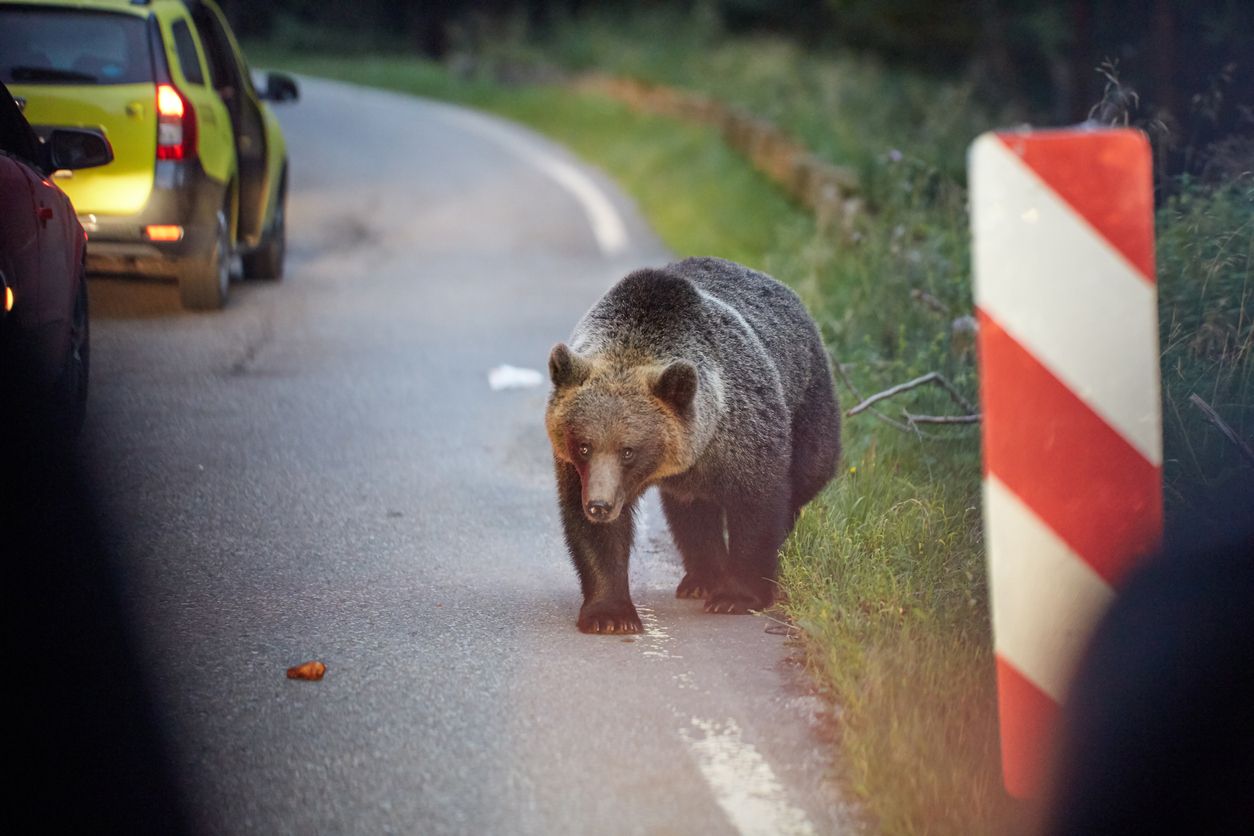 Mitten in Kärnten hat ein Bär ein Auto gerammt.