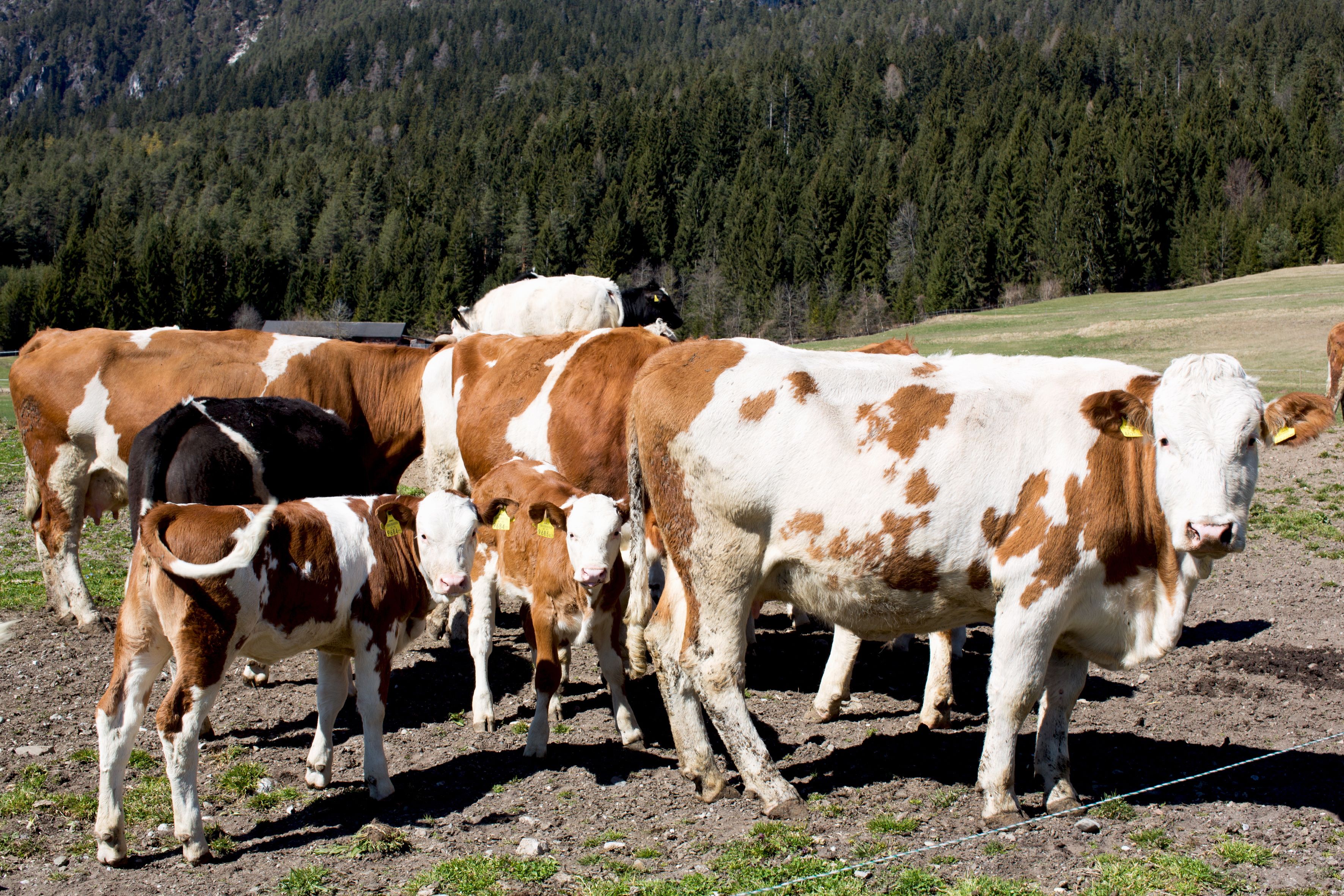 Weggeworfener Müll wird von Kühen gefressen. Für die Tiere kann das tödlich enden.
