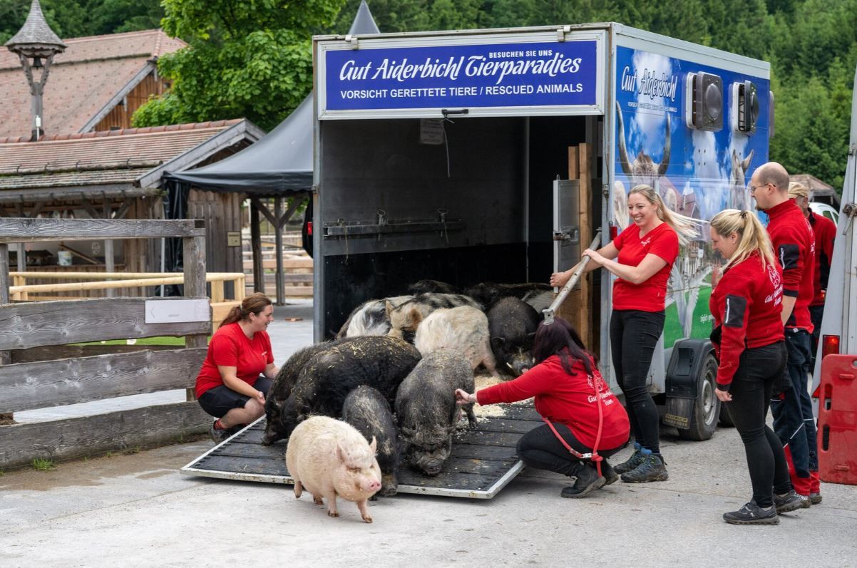 Die Paarhufer dürfen zurück auf den Begegnungshof in Henndorf.