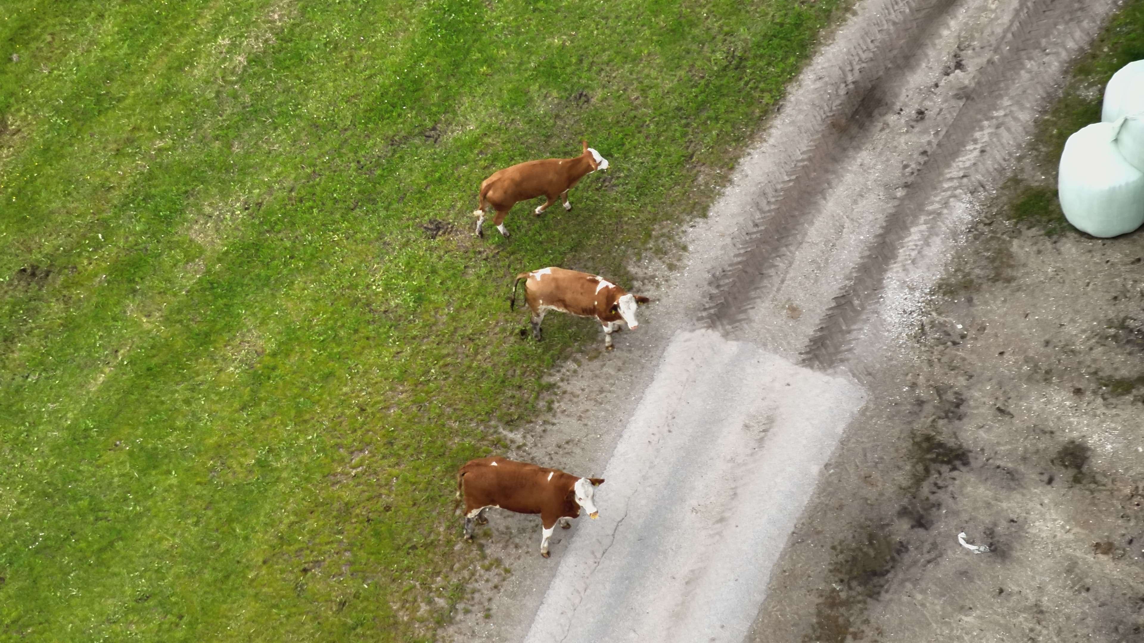 Von einem Kalb fehlt weiterhin jede Spur.