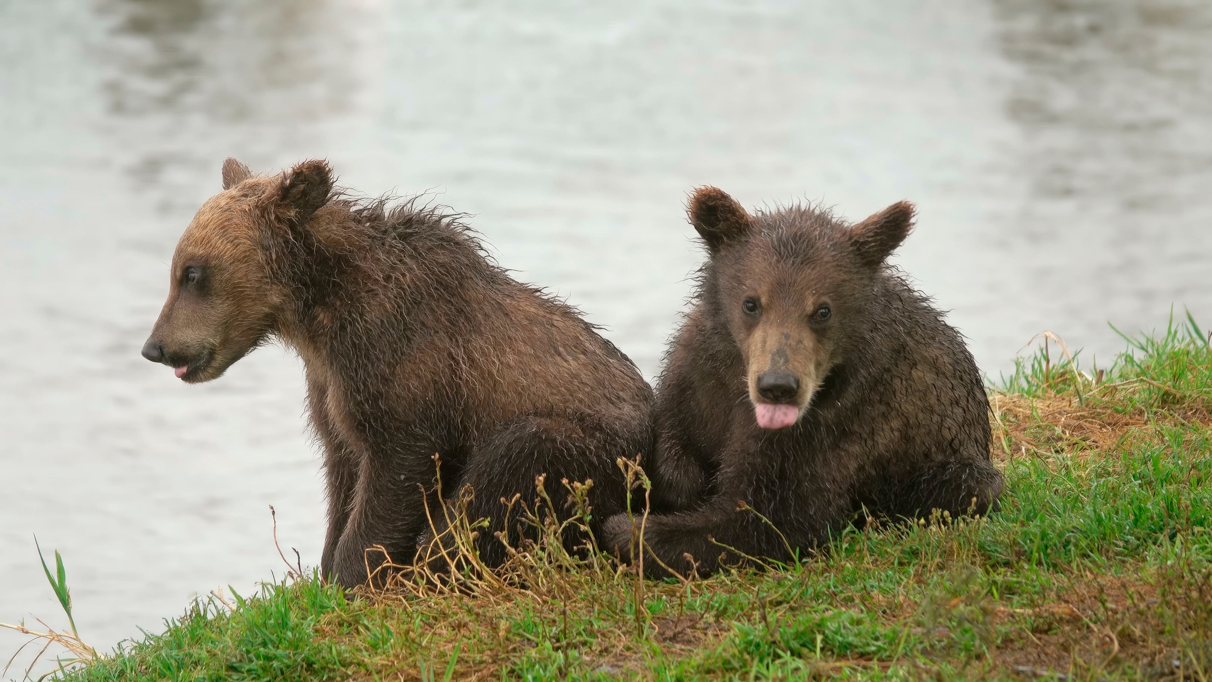 In der Slowakei dürfen Braunbären nur dann getötet werden, wenn sie eine unmittelbare Gefahr für den Menschen darstellen.