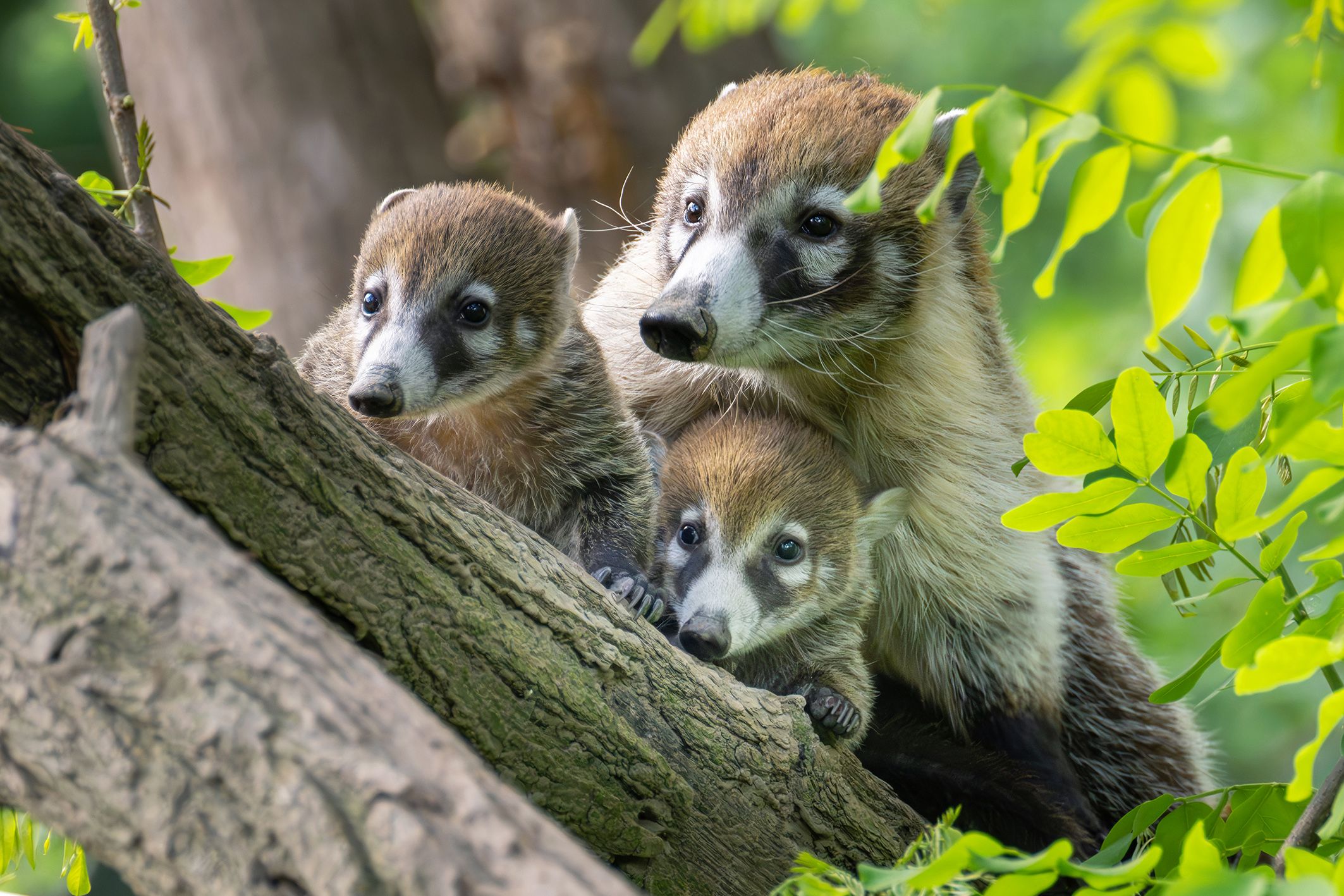 Die wuselige Großfamilie bietet den Besucherinnen und Besuchern des Tiergartens derzeit einen besonders netten Anblick.