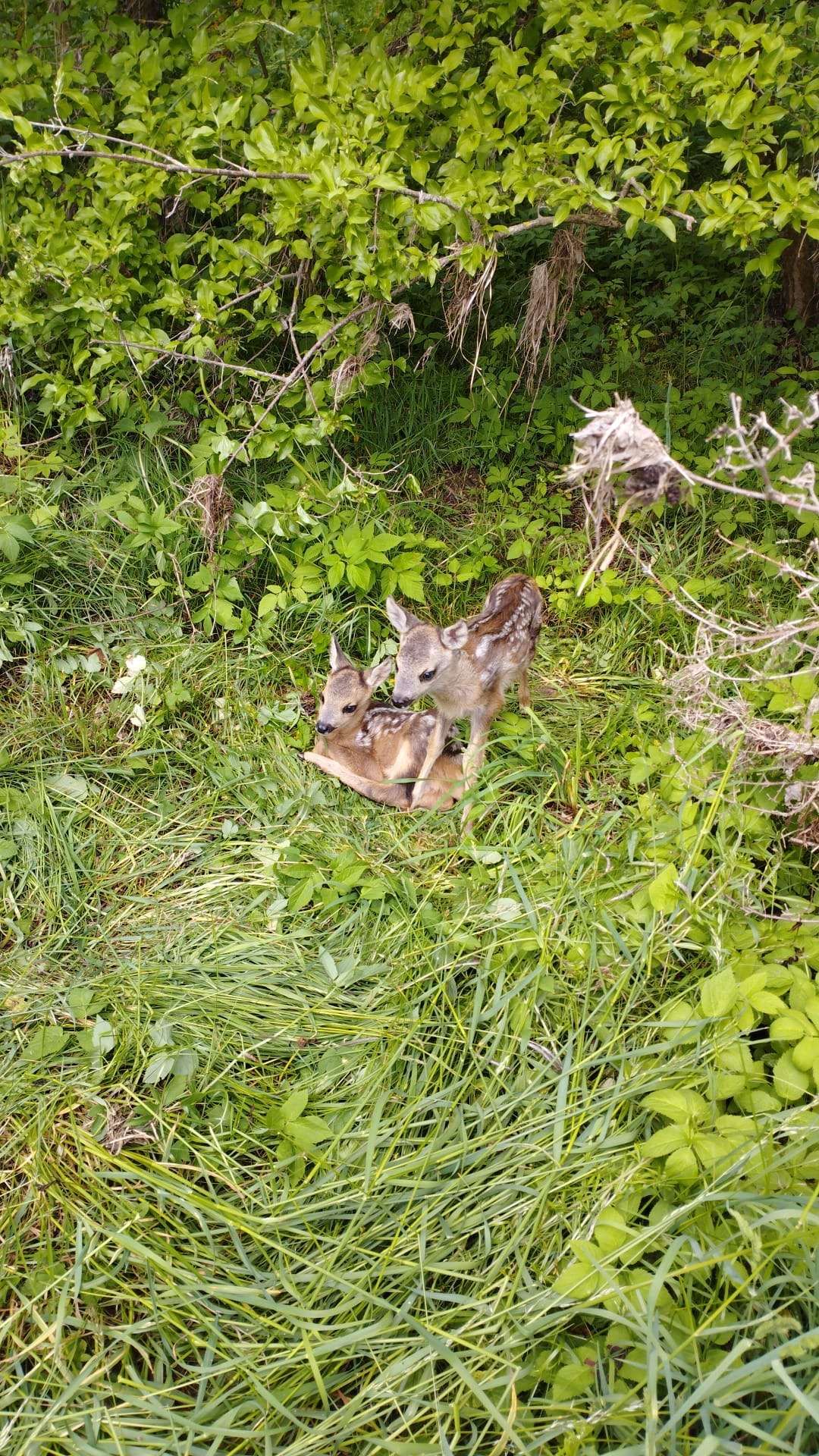 Die Rehkitze können in Zwettl gerettet werden.