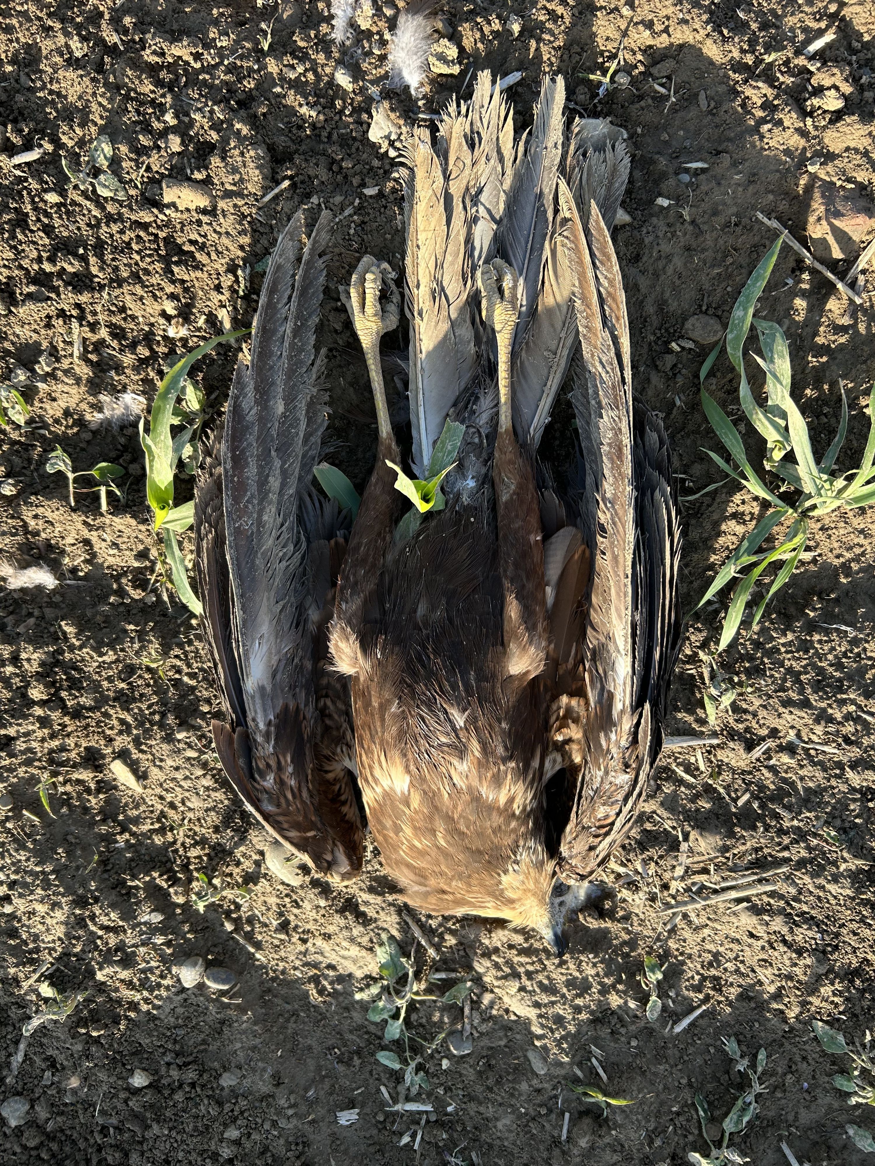 Heute.at - Tierquäler legt Giftköder: 6 tote Vögel, Adler vermisst