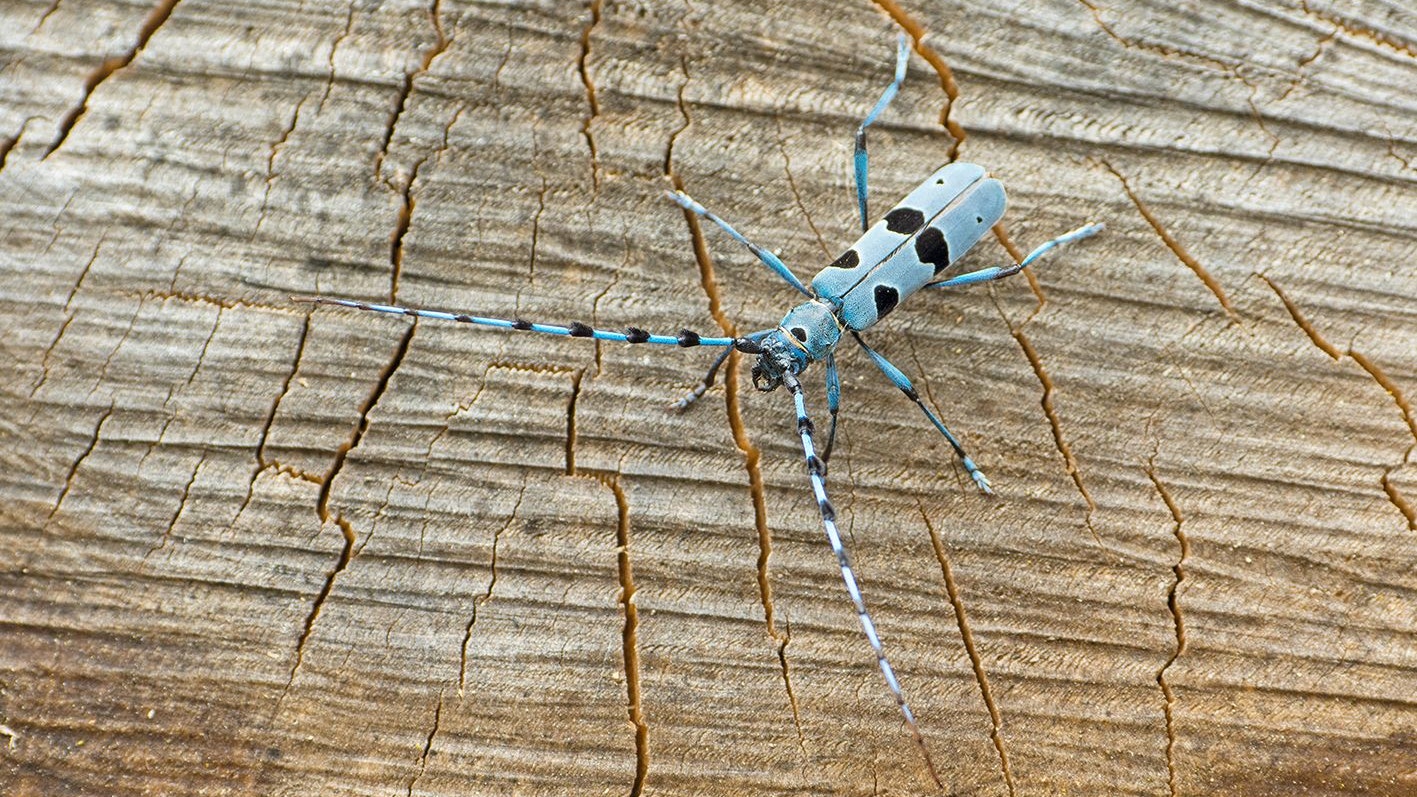 Die Zeichnung des Käfers ist immer individuell – fast wie ein Fingerabdruck.
