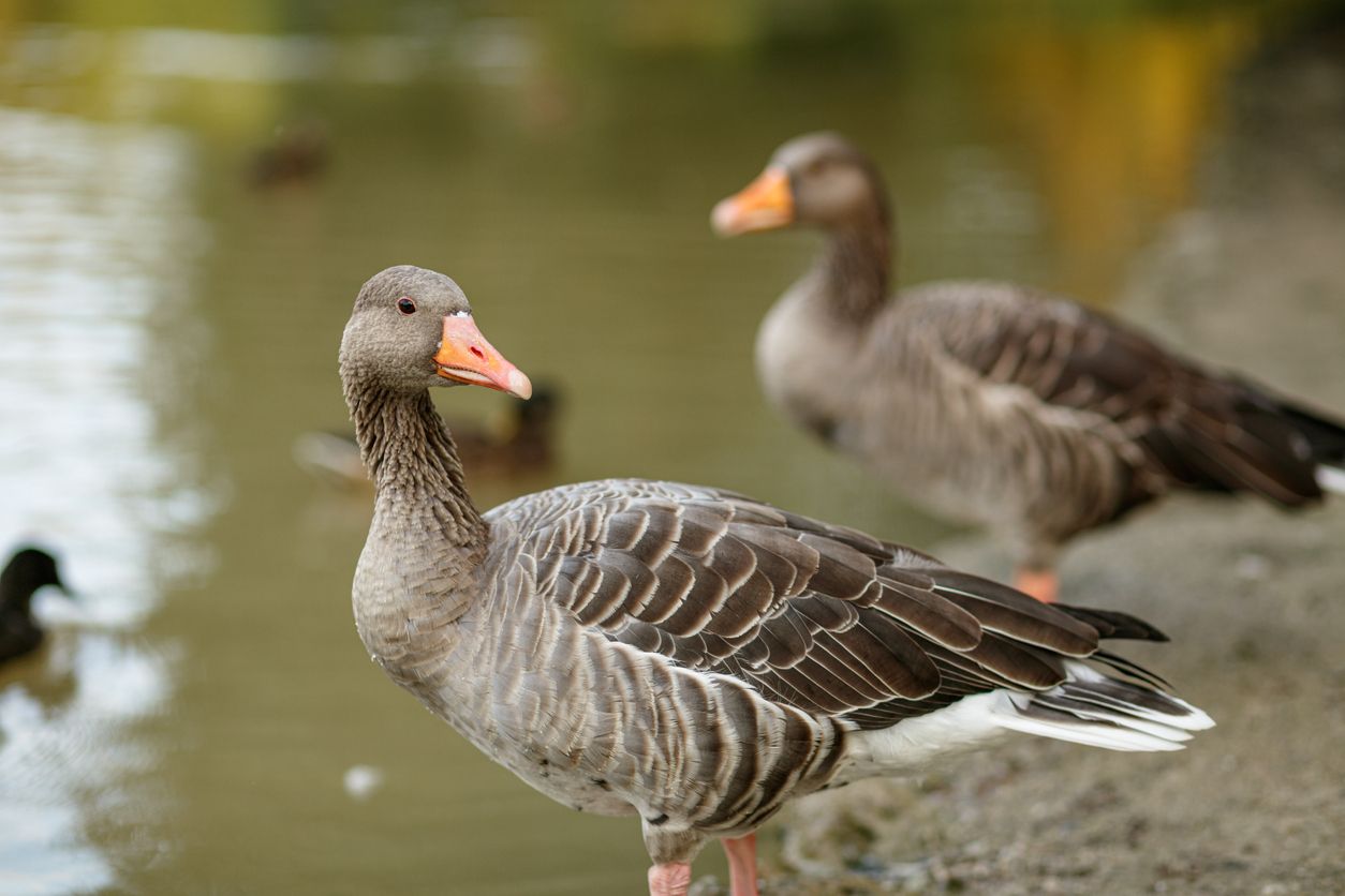 Eine Zeitungsausträgerin entdeckte 13 geköpfte Graugänse auf der Insel Föhr (DE).