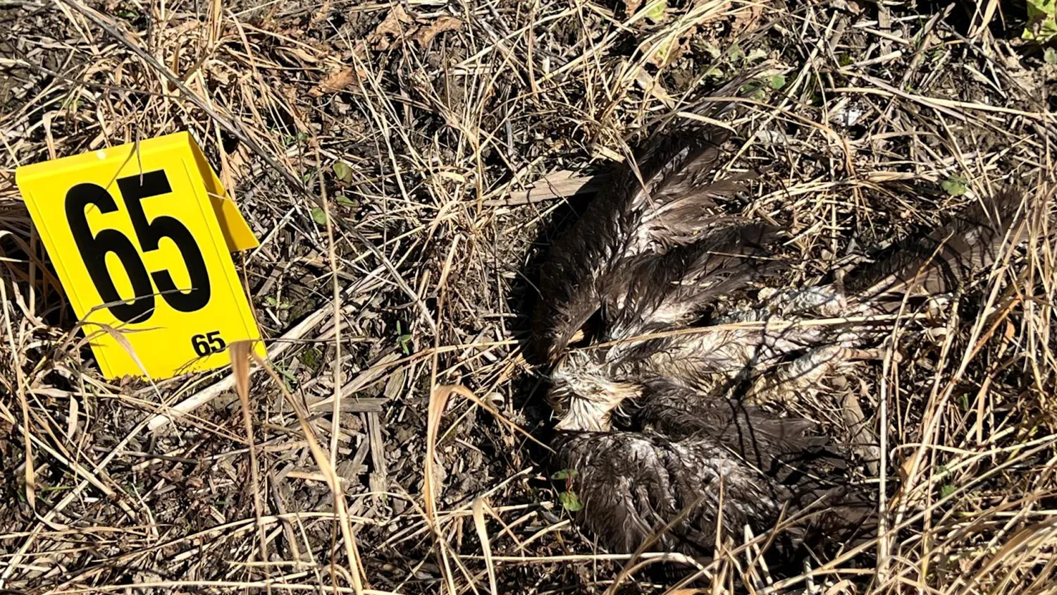 Vor zwei Wochen wurden mehrere vergiftete Rohrweihen unweit von St. Pölten entdeckt.