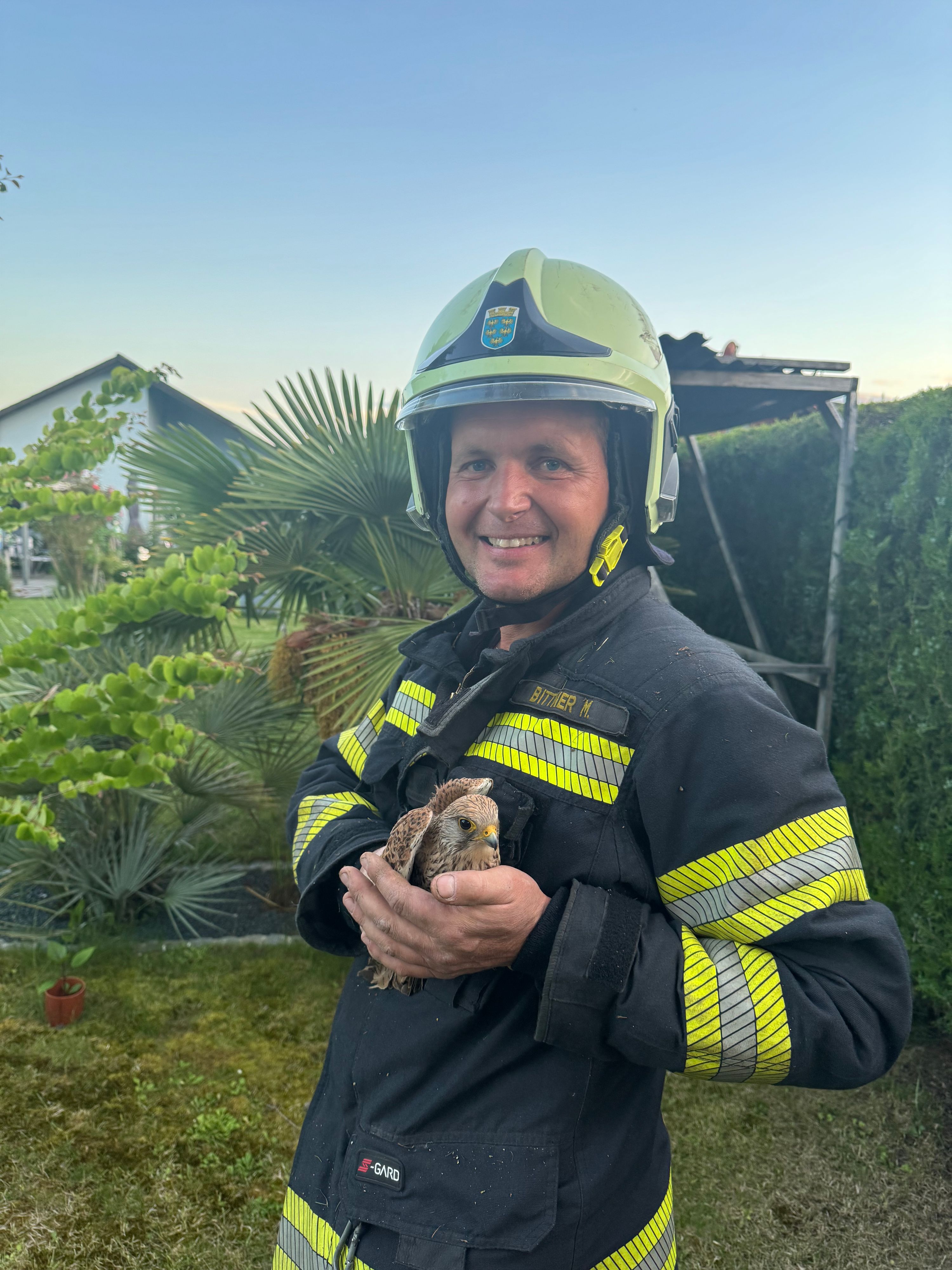 Heute.at - Falke verfing sich in 7 Metern Höhe in Schnur – befreit