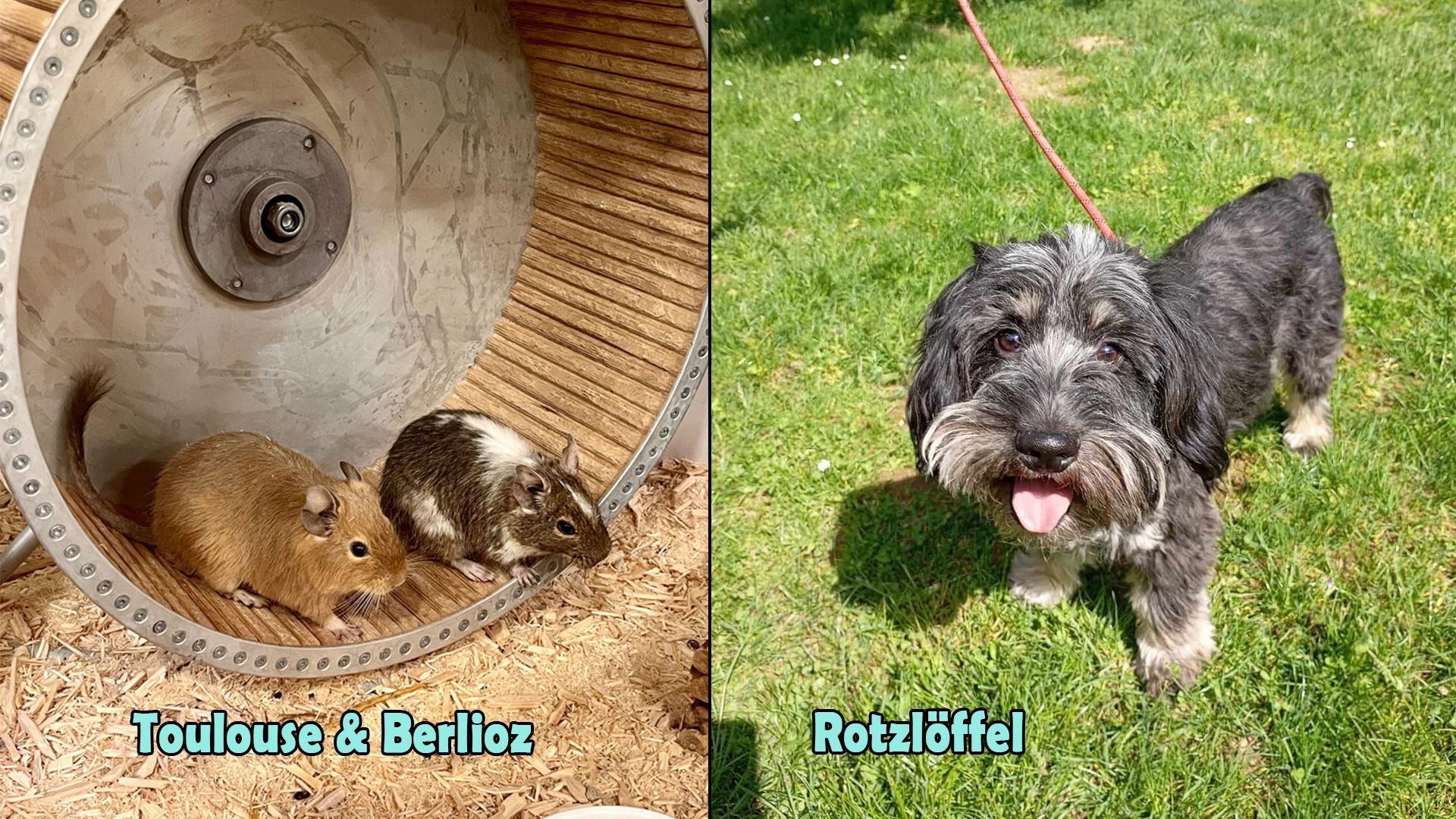 Auch in der letzten Woche waren ganz besondere Schützlinge im Fokus.