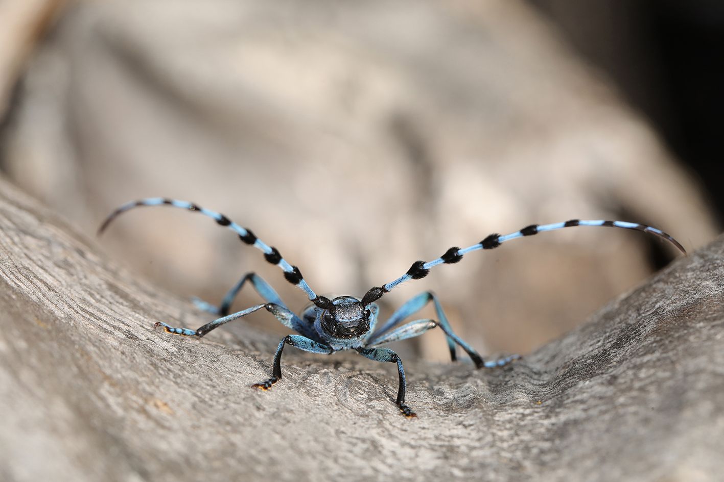 So ein lustiges Kerlchen, der Alpenbockkäfer.
