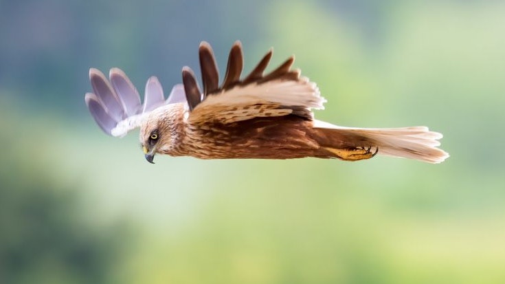 Die Rohrweihe (hier am Bild) ist mit dem Habicht verwandt und etwa so groß wie ein Bussard.